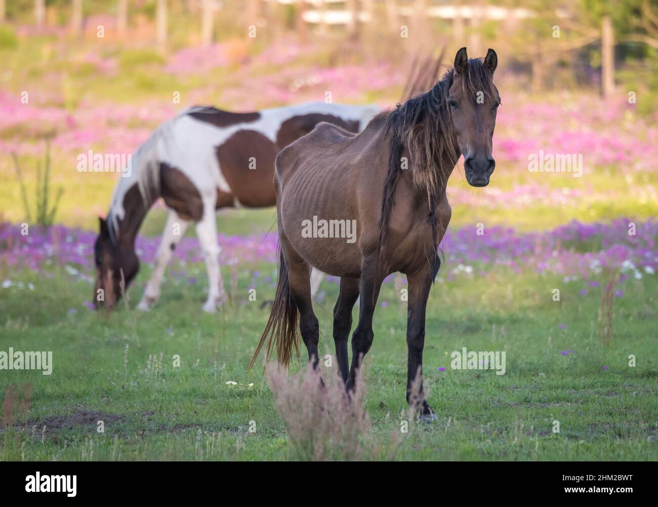 Anämisches, ungepftes Pferd mit Knochen, die sich im Wildblumenfeld zeigen Stockfoto
