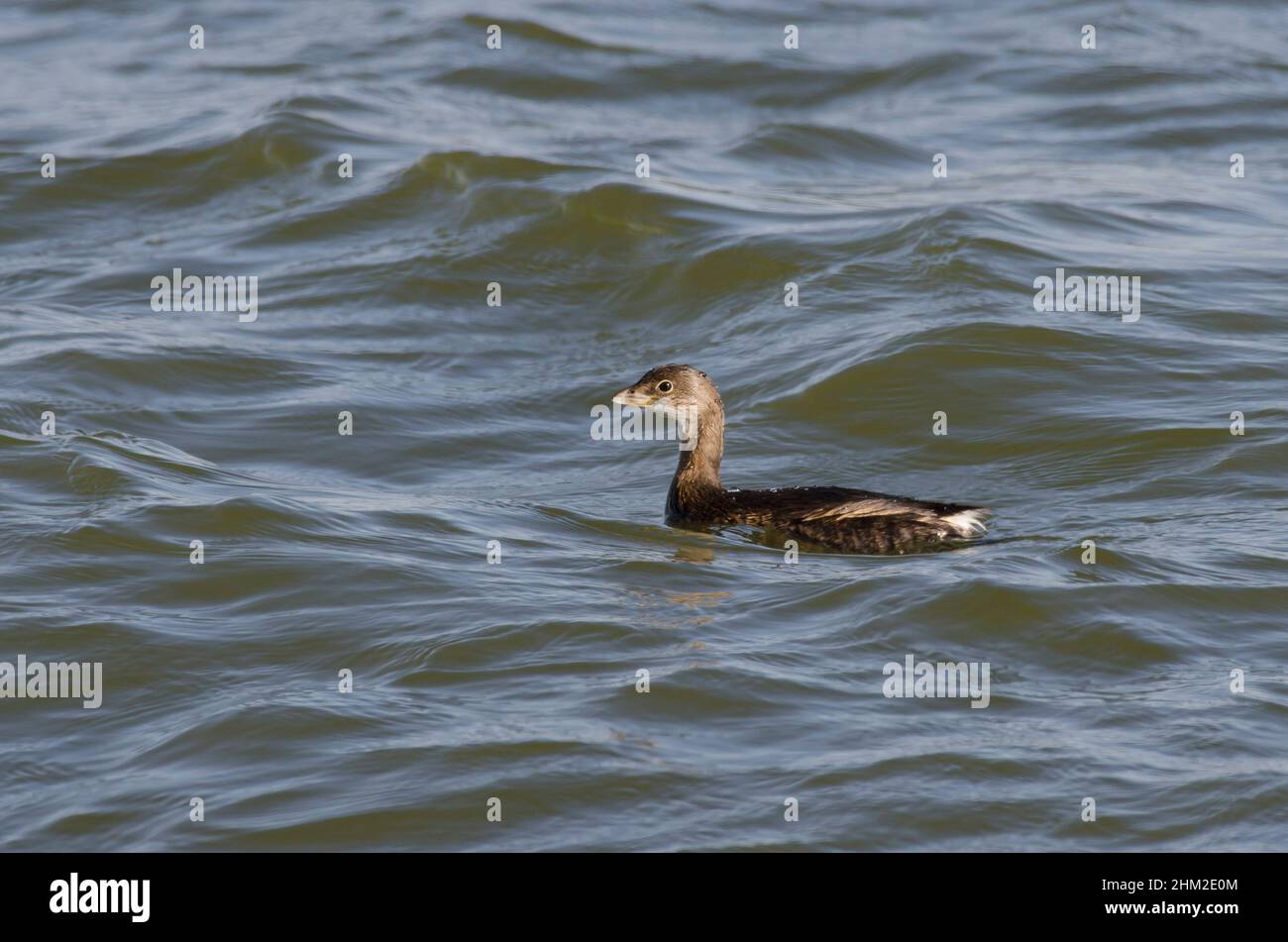 Pied – abgerechnet Grebe, Podilymbus podiceps Stockfoto
