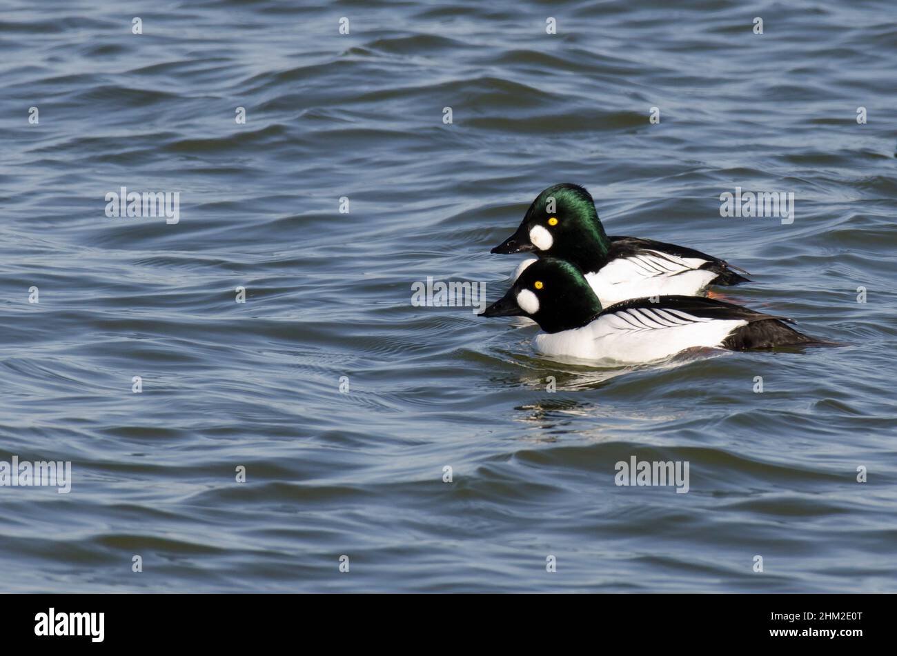 Gewöhnliche Goldenaugen, Bucephala clangula, Männchen Stockfoto