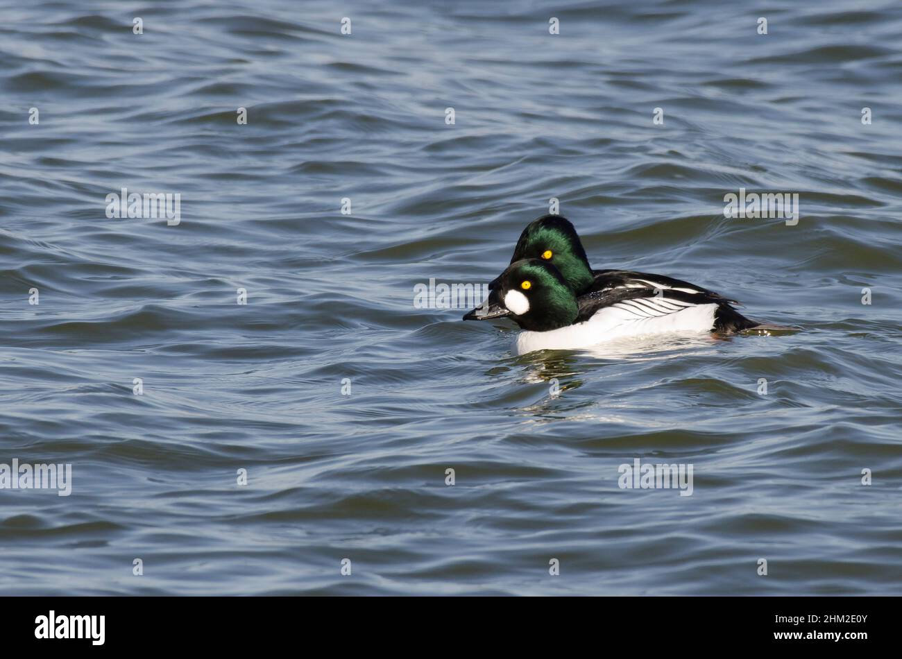Gewöhnliche Goldenaugen, Bucephala clangula, Männchen Stockfoto