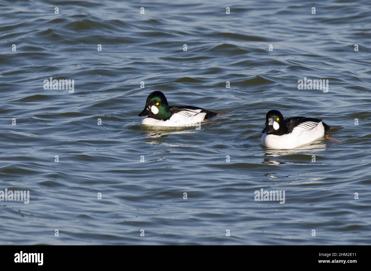 Gewöhnliche Goldenaugen, Bucephala clangula, Männchen Stockfoto