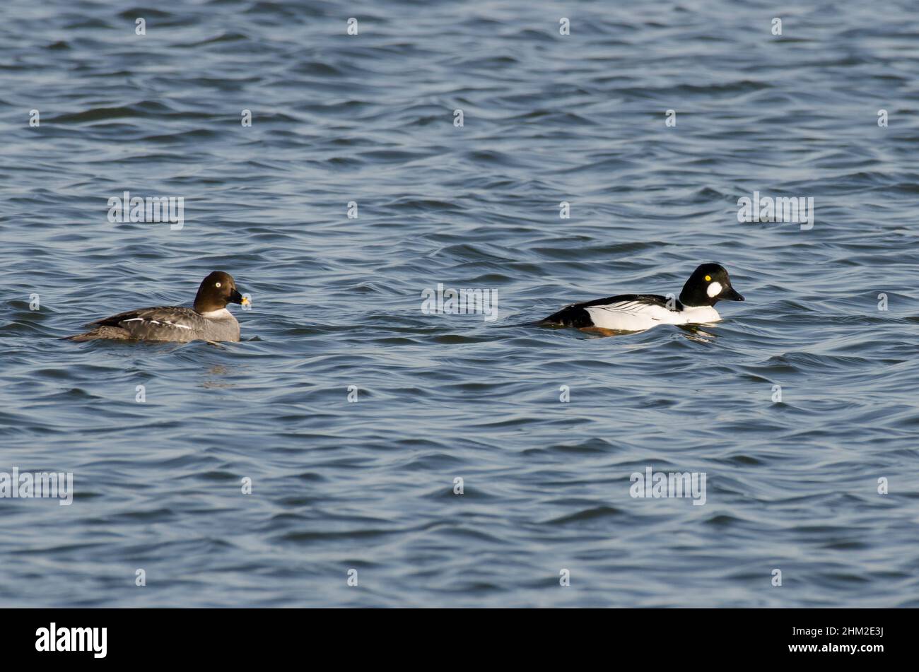 Gewöhnliche Goldenaugen, Bucephala clangula, männlich und weiblich Stockfoto