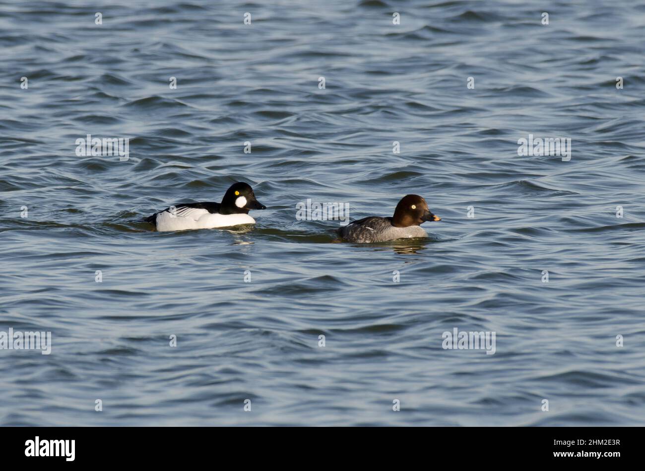 Gewöhnliche Goldenaugen, Bucephala clangula, männlich und weiblich Stockfoto