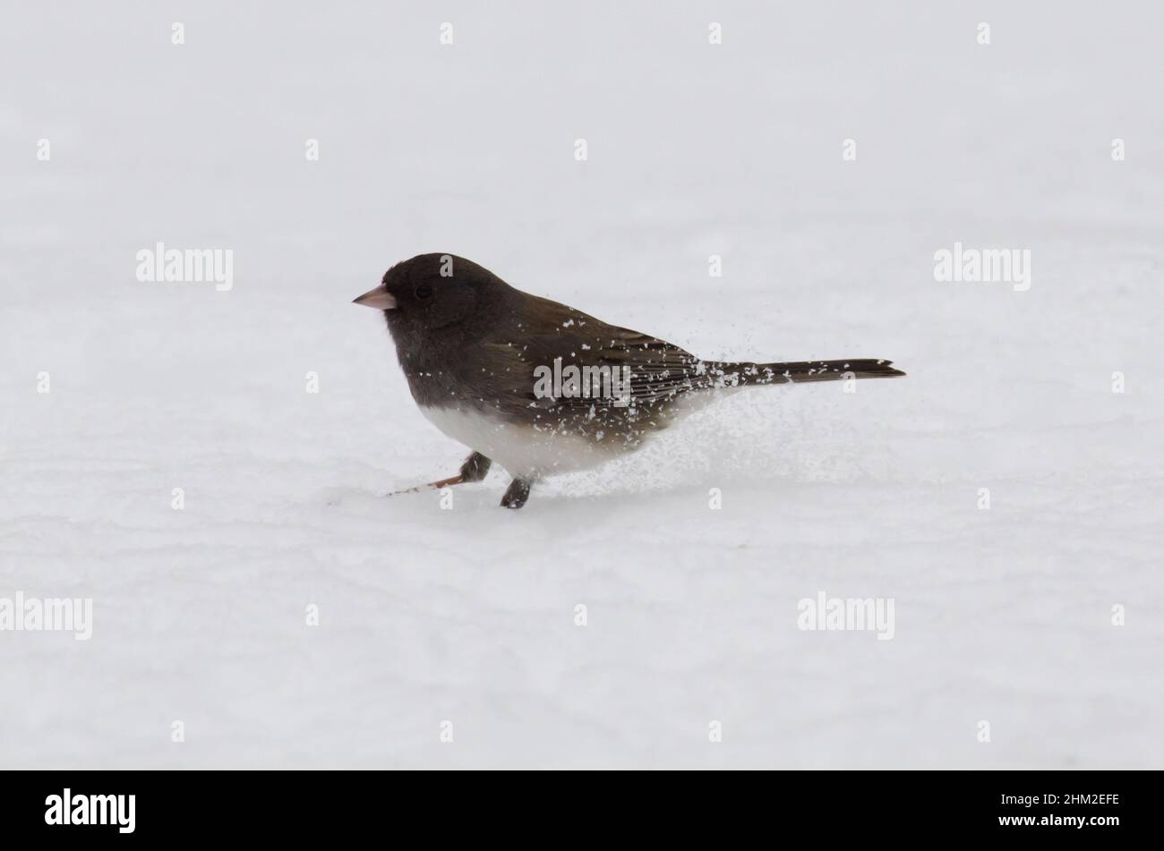Dunkeläugige Junco, Junco hyemalis, schaben Schnee und Nahrungssuche bei starkem Schneesturm Stockfoto