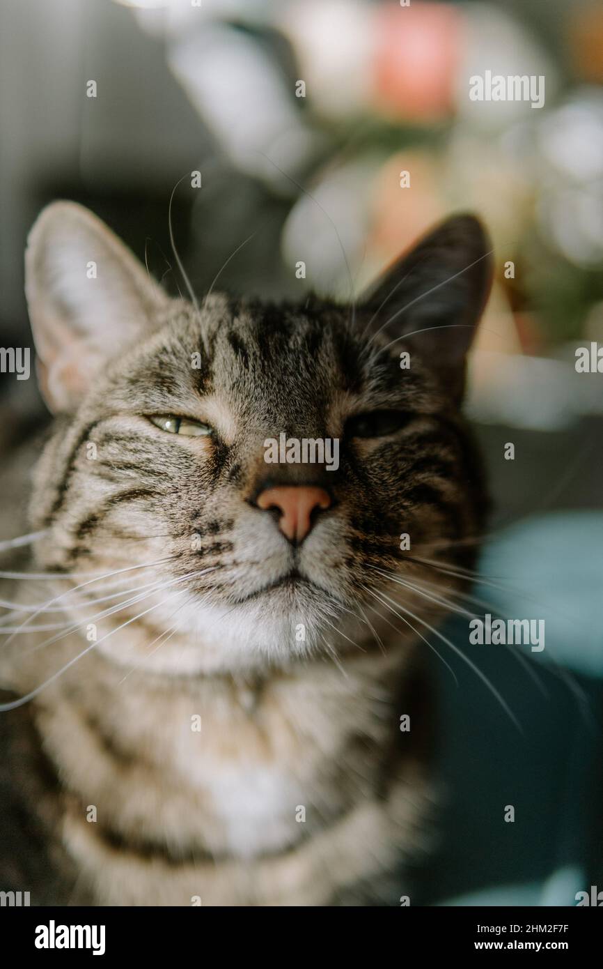 Vertikale Aufnahme der niedlichen Pussy Katze Stockfoto