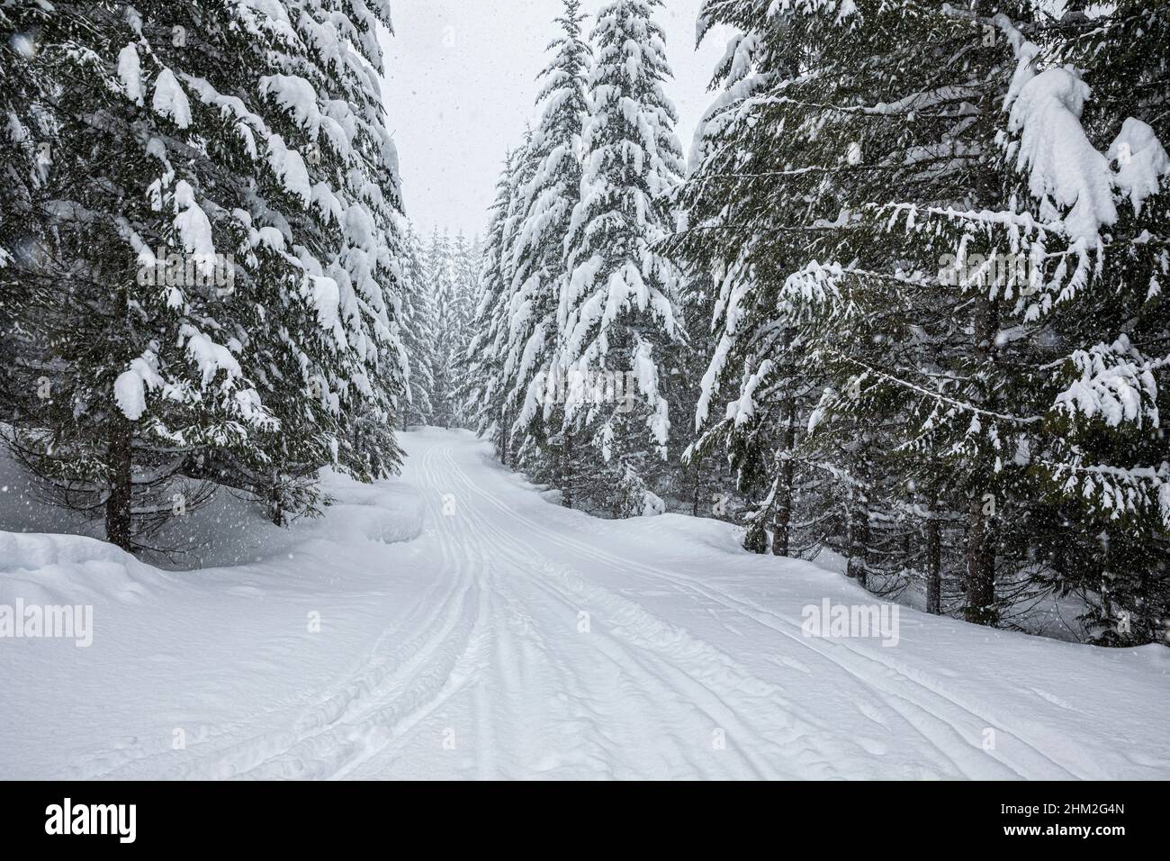 Schneebedeckte Bäume entlang eines der Wanderwege im Cabin Creek Snow Park in den Cascade Mountains im Bundesstaat Washington, USA. Stockfoto