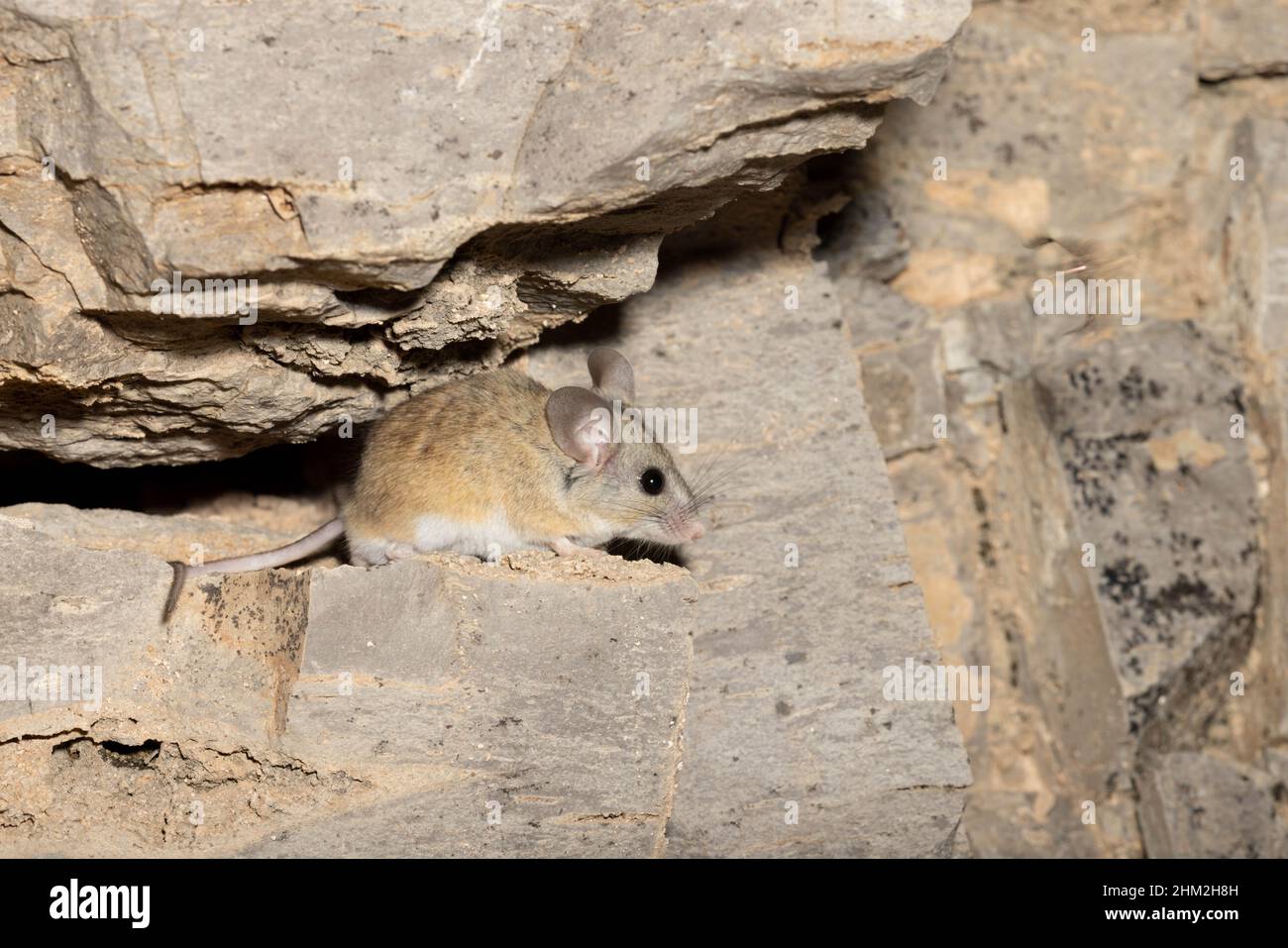 Cactus Mouse, (Peromyscus eremicus), Sierra co., New Mexico, USA. Stockfoto