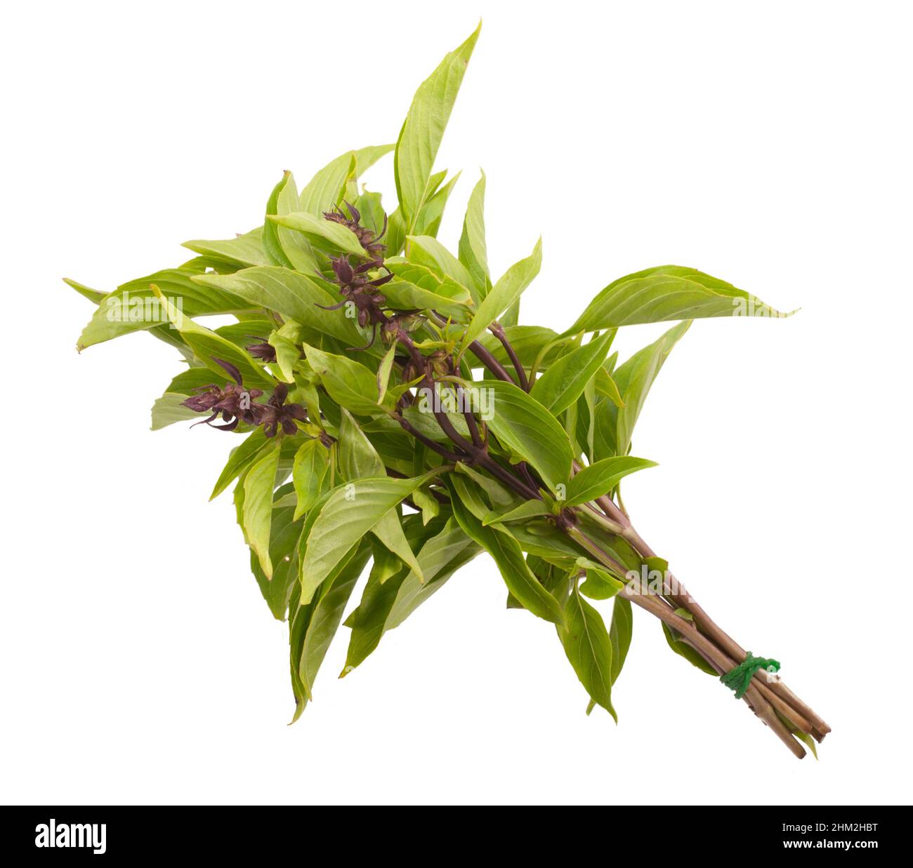 basilikumblätter (Ocimum basilicum) und Blüten isoliert auf weißem Hintergrund Stockfoto