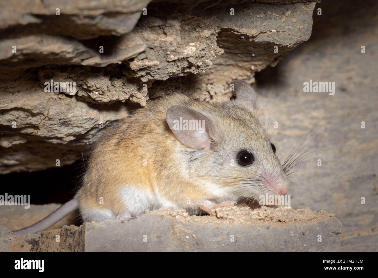 Cactus Mouse, (Peromyscus eremicus), Sierra co., New Mexico, USA. Stockfoto