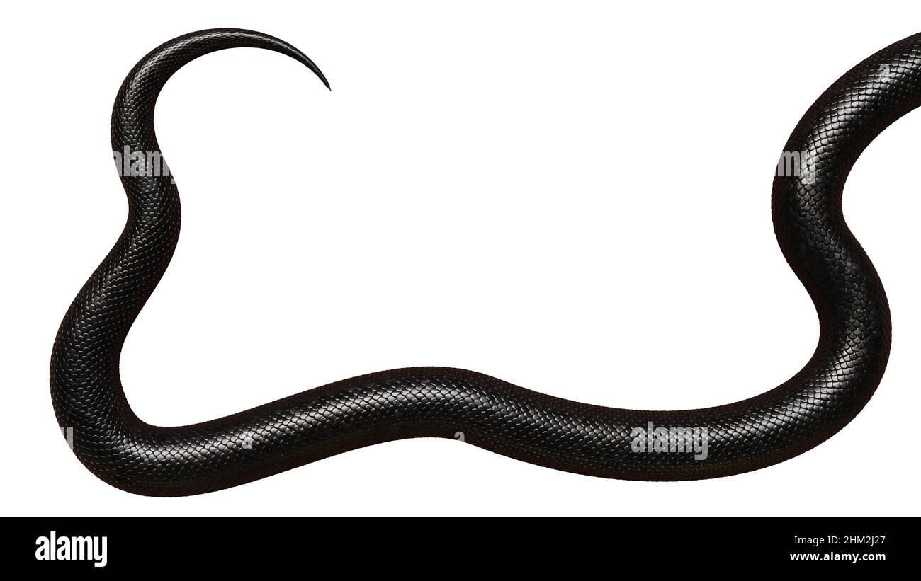 Schwanz einer schwarzen Schlange, isoliert auf weißem Hintergrund Stockfoto