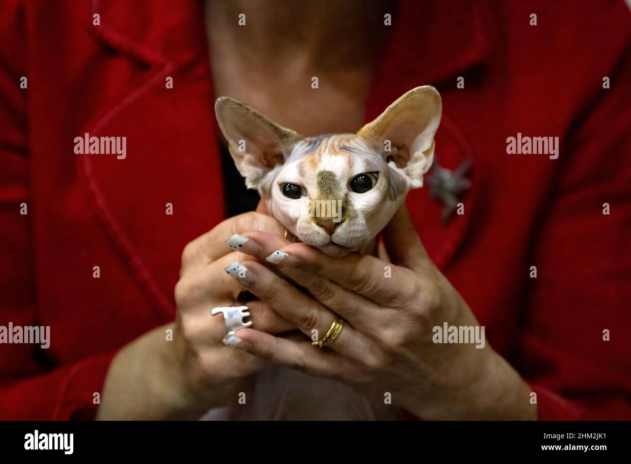 kanadische sphynx haarlose Katze auf einer Katzenausstellung Stockfoto