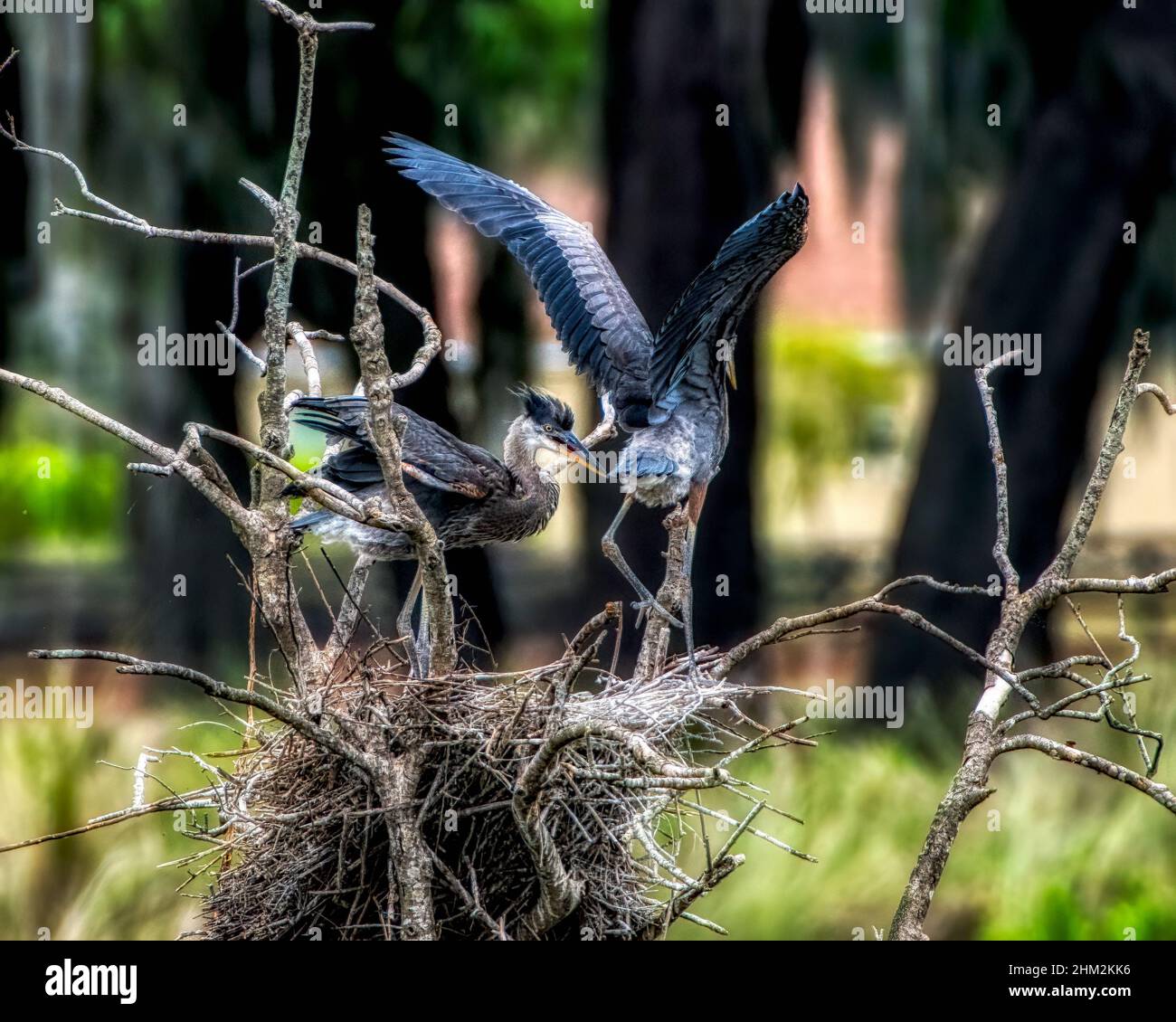 Nisting Great Blue Heron Familie in den Dörfern, Florida Evan's Plaarie Stockfoto