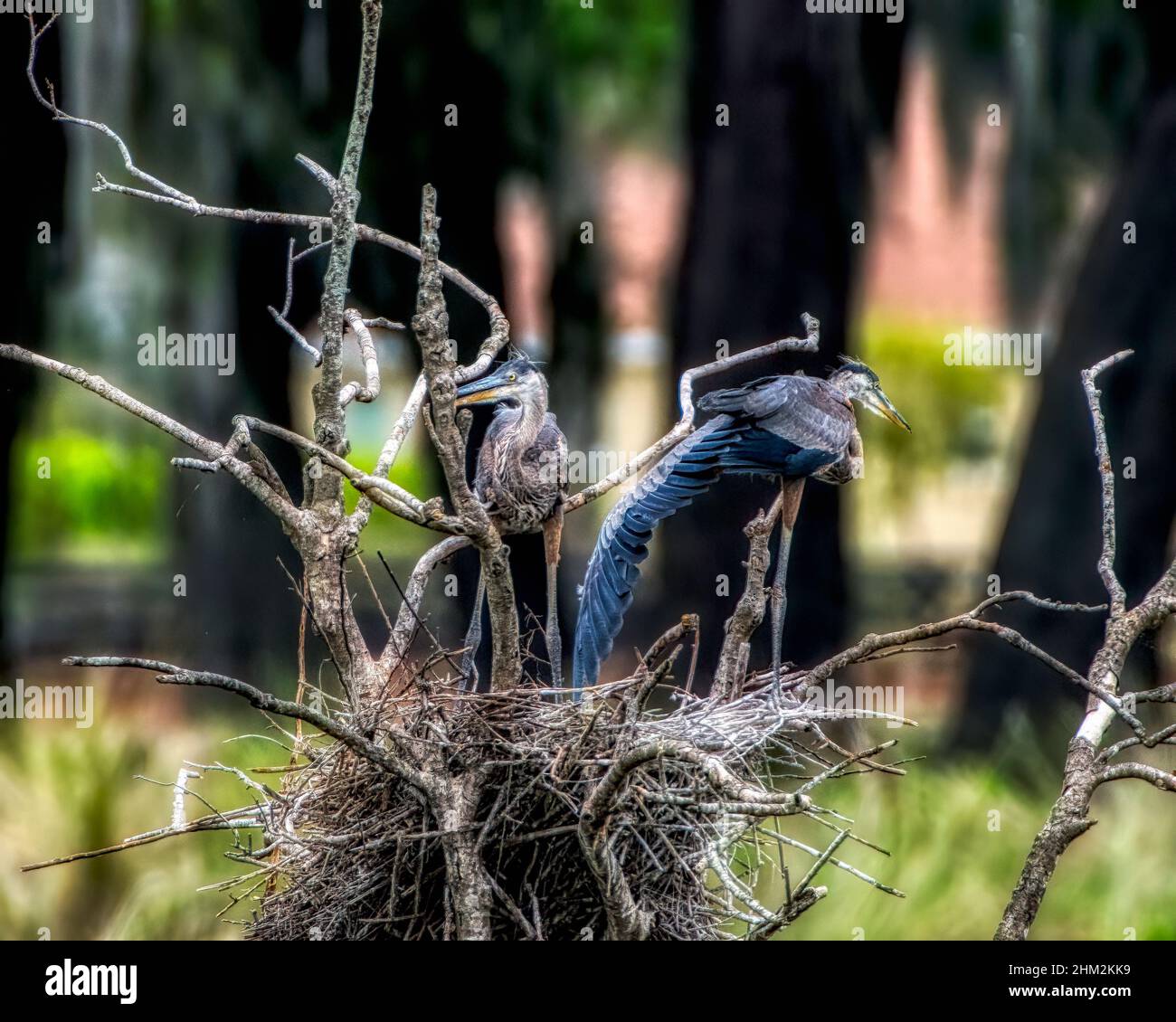 Nisting Great Blue Heron Familie in den Dörfern, Florida Evan's Plaarie Stockfoto