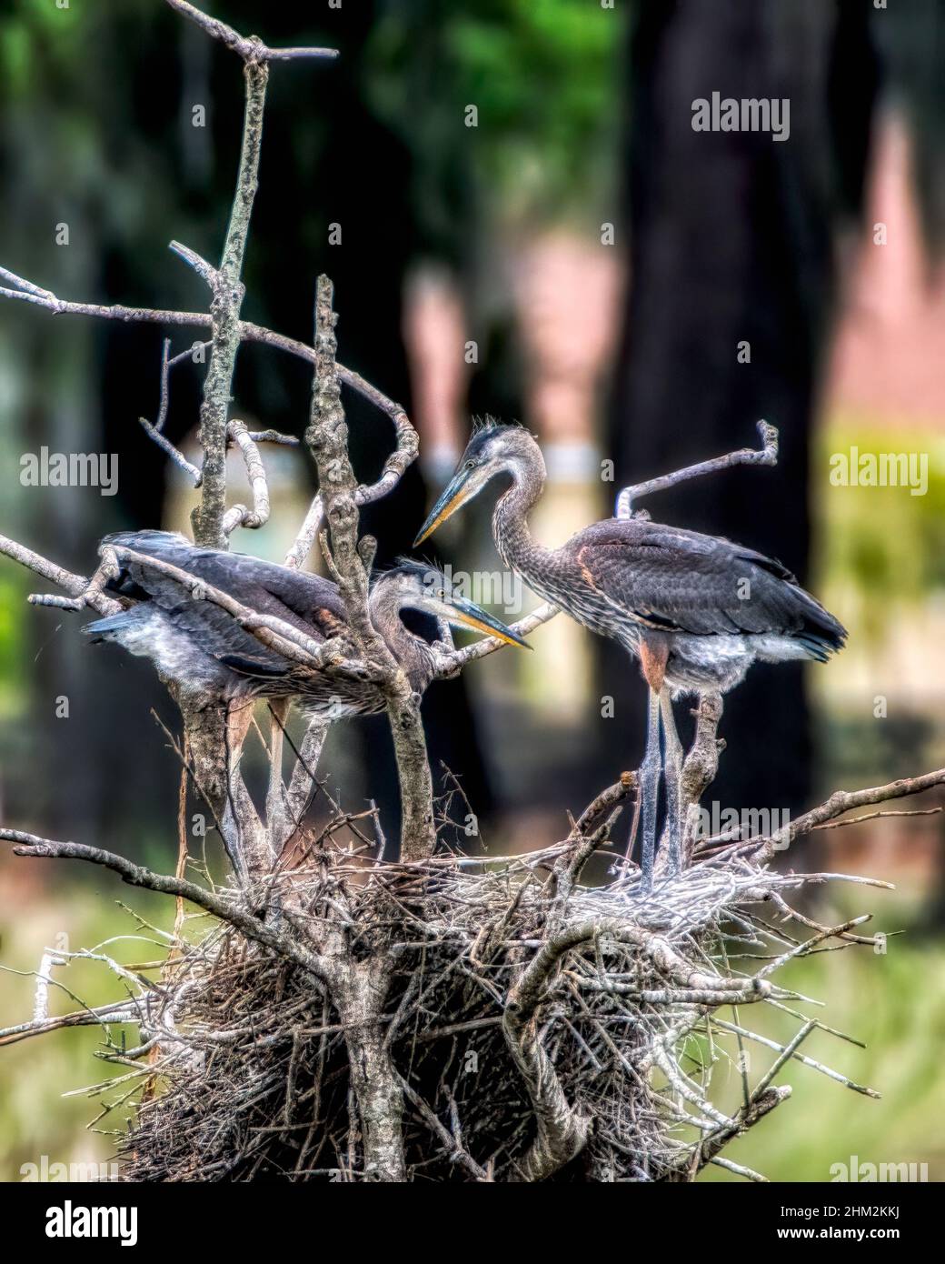 Nisting Great Blue Heron Familie in den Dörfern, Florida Evan's Plaarie Stockfoto