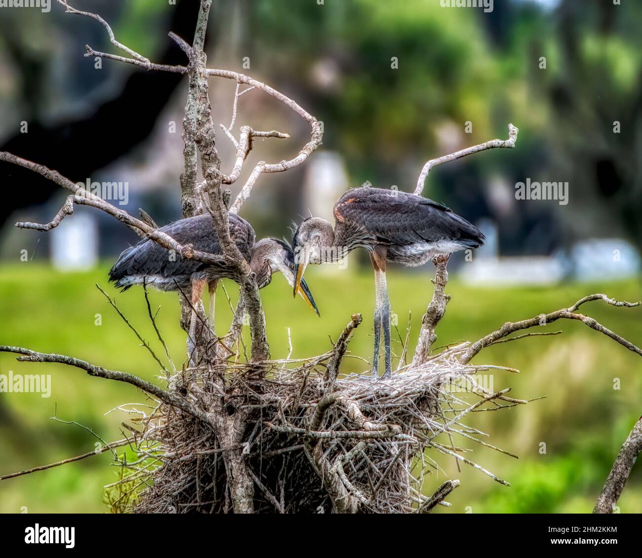 Nisting Great Blue Heron Familie in den Dörfern, Florida Evan's Plaarie Stockfoto