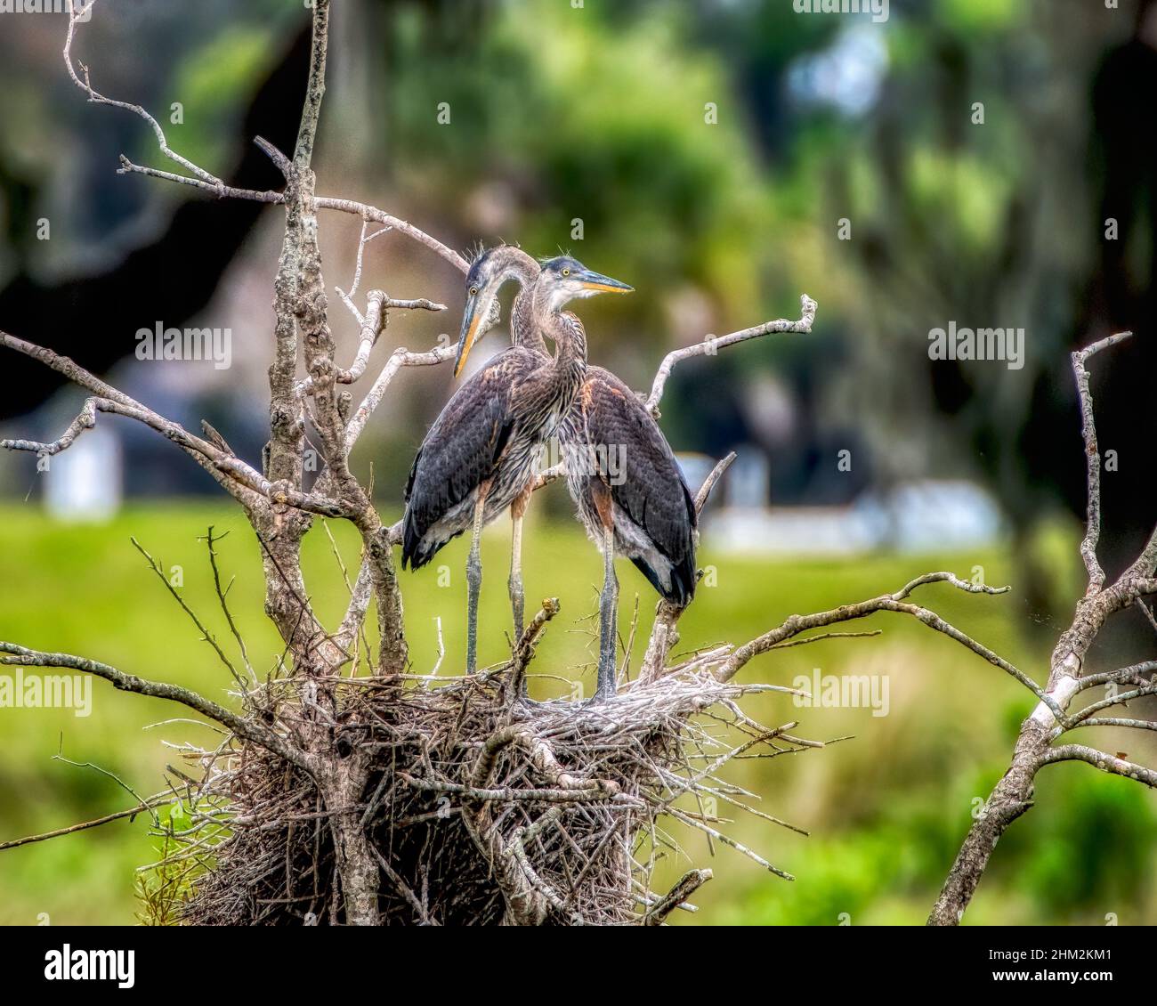 Nisting Great Blue Heron Familie in den Dörfern, Florida Evan's Plaarie Stockfoto