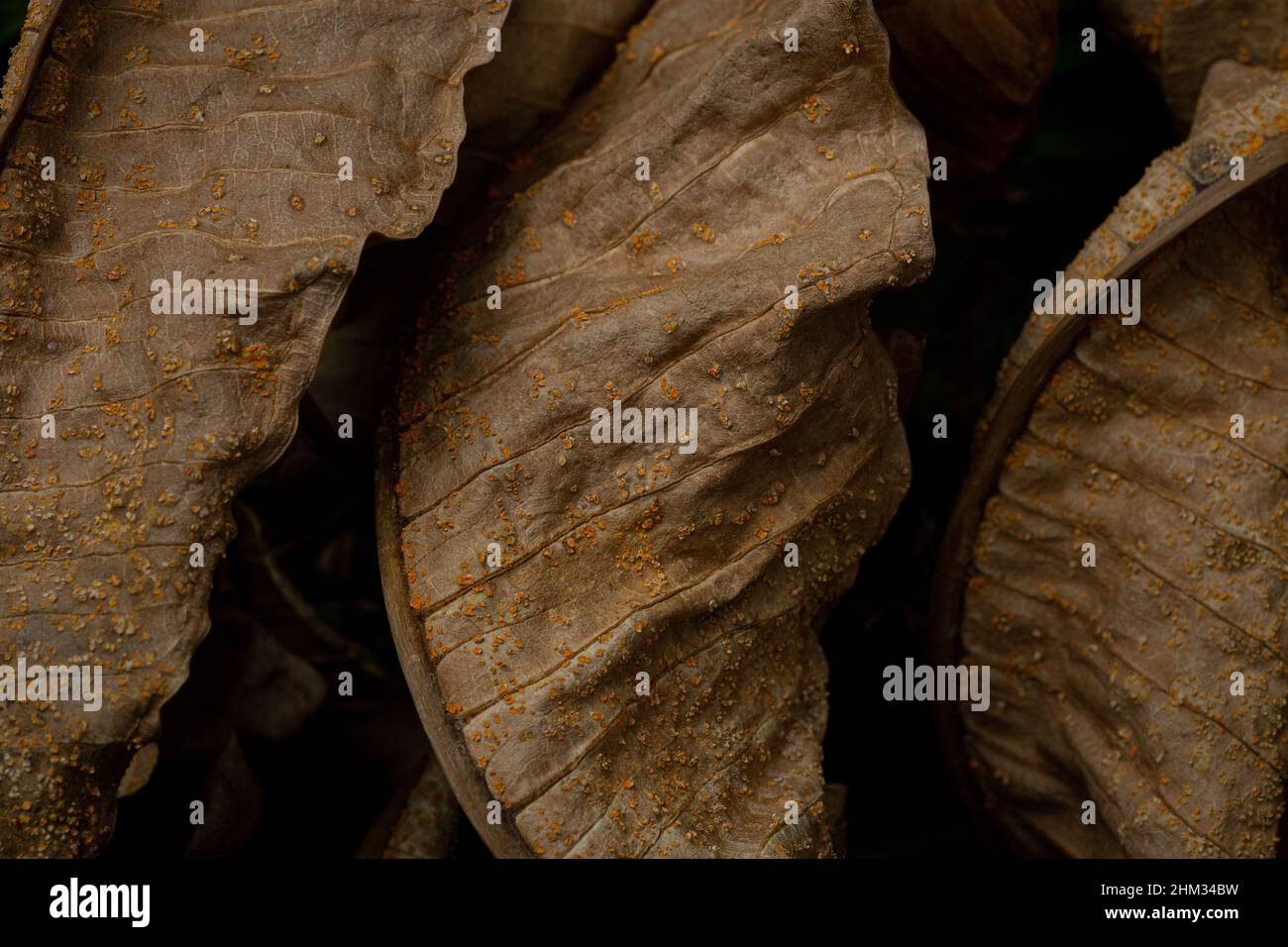 Bund getrockneter Blätter Textur für Tapete und Hintergrund. Abstrakter Hintergrund. Texturhintergrund. Makrofotografie. Nahaufnahme Stockfoto
