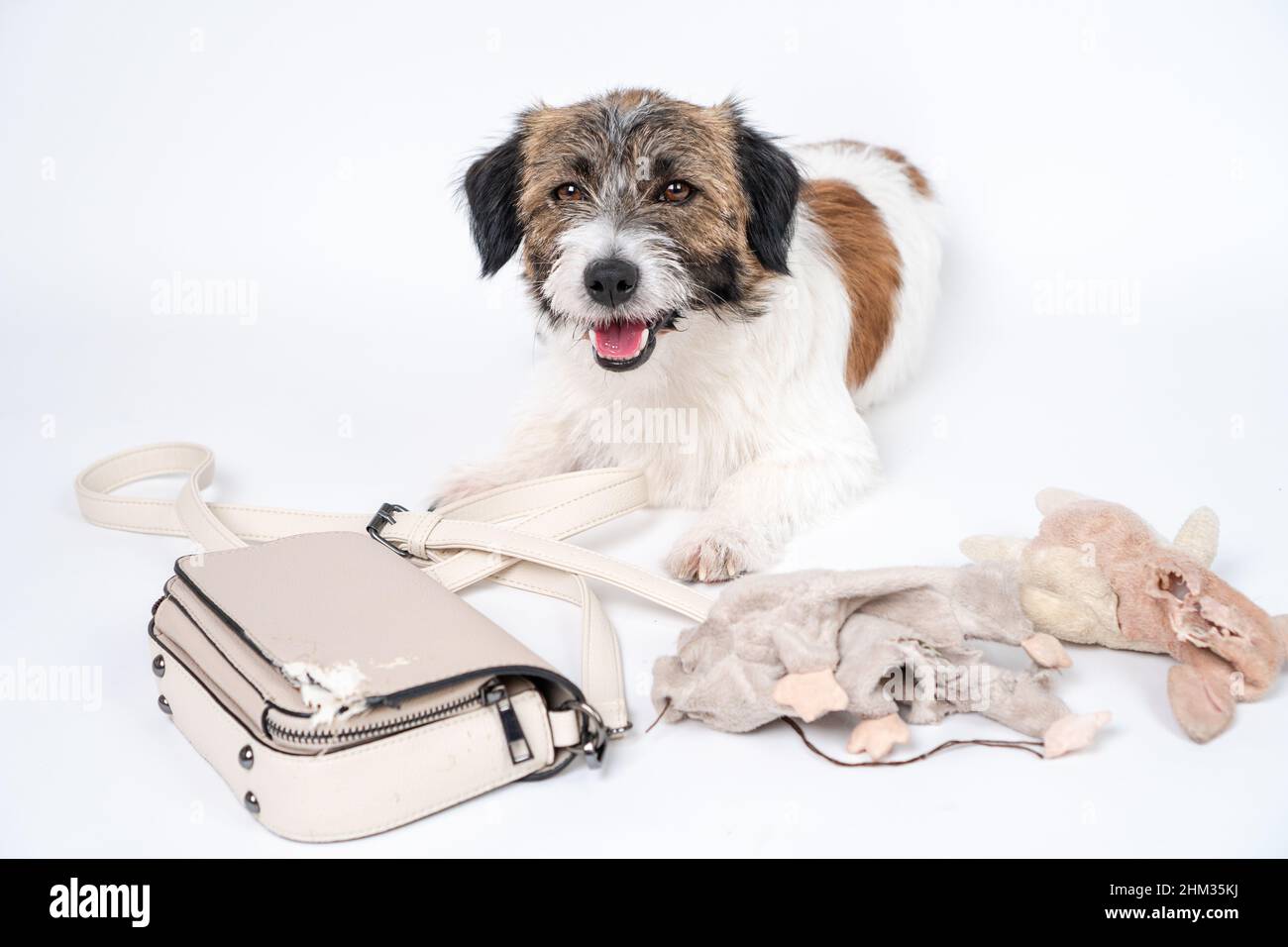 Jack Russell Terrier Hund machte ein Hausdurcheinander, allein gelassen, auf seiner Tasche gekaut, Telefonkabel. Ohne den Besitzer. Schuldlustiges Gesicht. Schlechtes Hundeverhalten. Schaden. Stockfoto