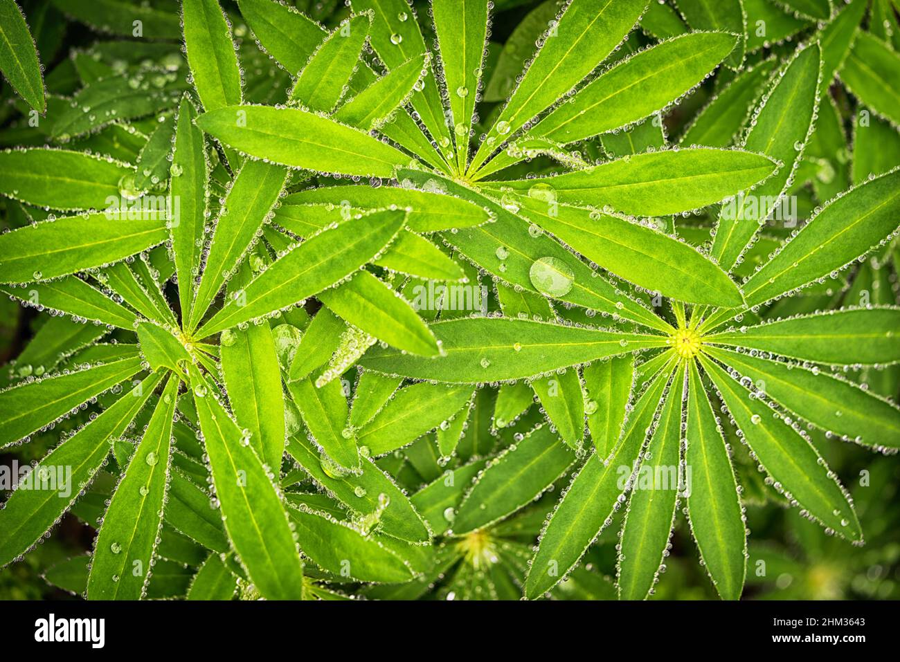 Nasse Lupinenblätter (Lupinus polyphyllus) mit Regentropfen Hintergrund. Lupine Pflanze vor Blüten, grüne sternförmige einzigartige Blattform. Stockfoto