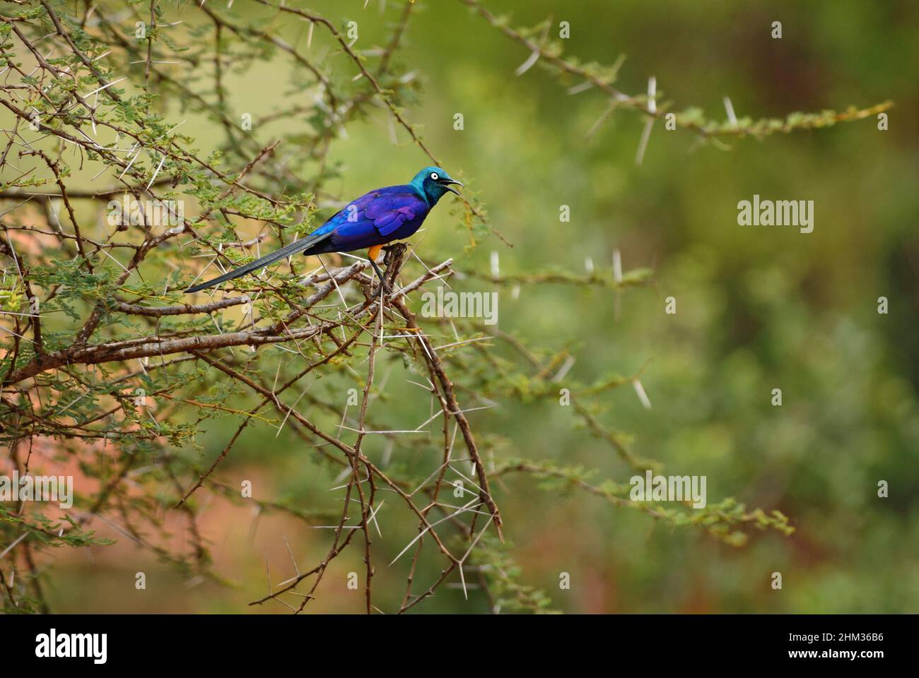 Goldbruststarling - Lamprotornis regius, wunderschön gefärbter Starling aus afrikanischen Büschen und Savannen, Tsavo West, Kenia. Stockfoto