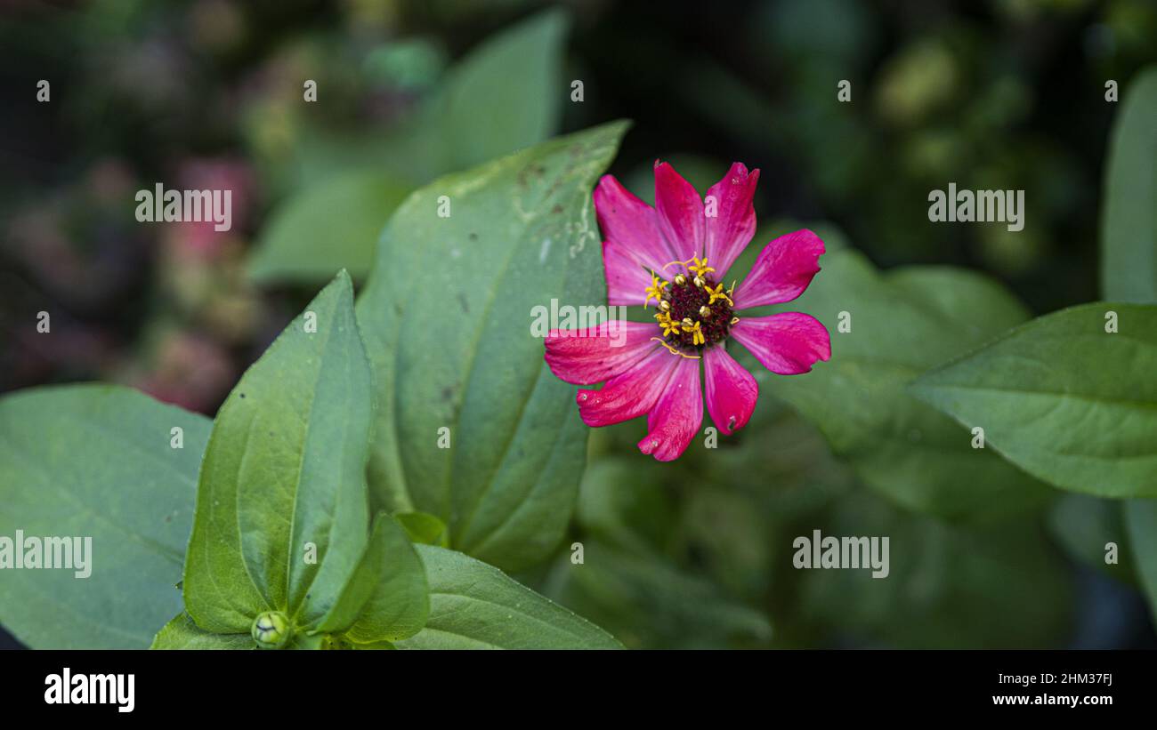 Nahaufnahme einer Zinnienblume und grünen Blättern im Garten auf unscharfem Hintergrund Stockfoto