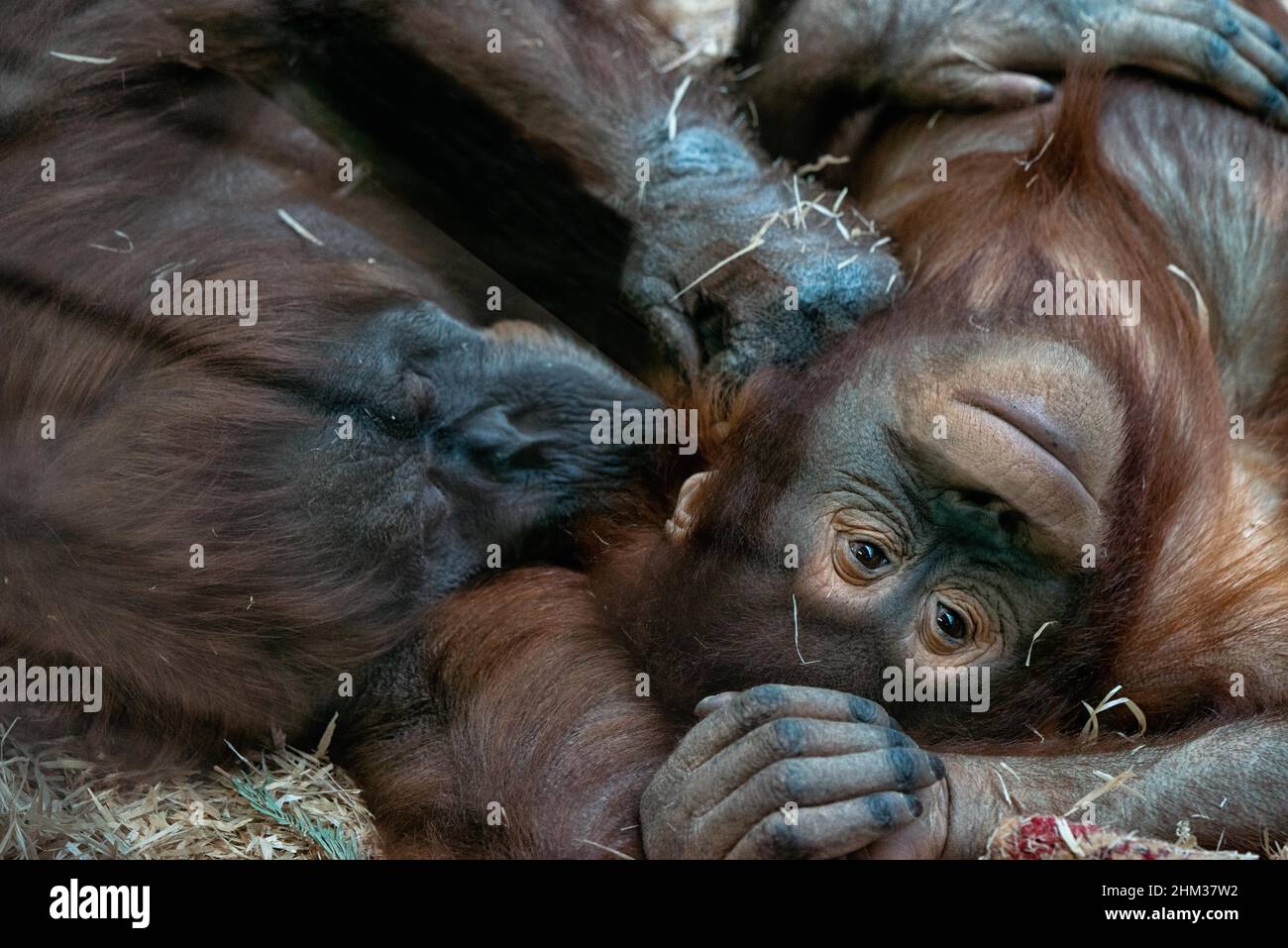 Zwei Schimpansen, die auf dem Rücken auf dem Heu ruhen. Weiche, berührende Beziehung zwischen Affen, Nahaufnahme Stockfoto