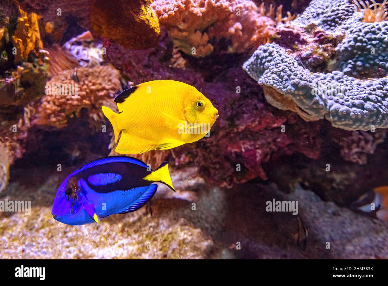 Woodhead's Angelfish und Blue Tang Surgeonfish von Korallenriff des Indo-Pazifischen Ozeans. Centropyge woodheadi und Paracanthurus hepatus Arten leben in Stockfoto