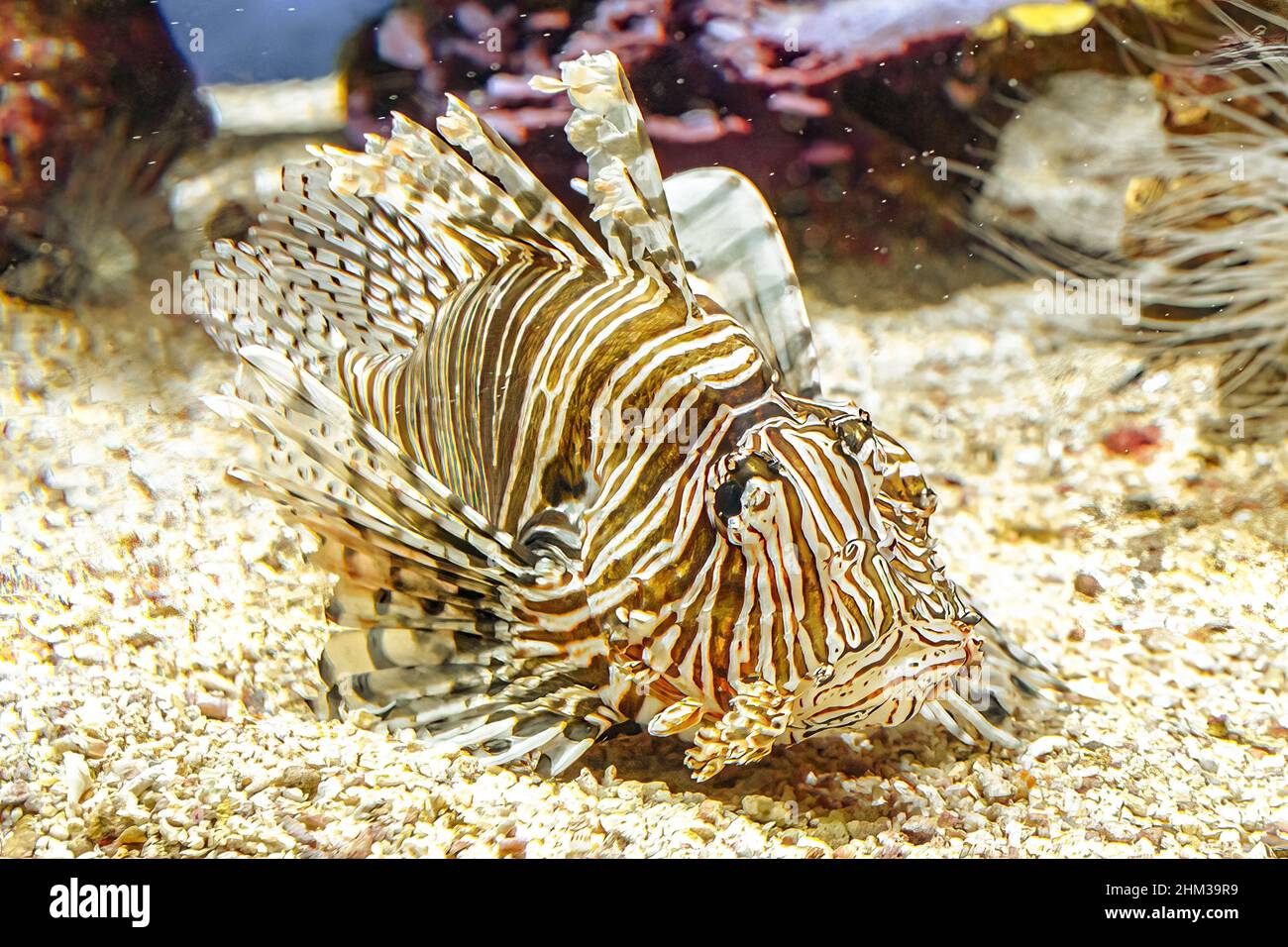 Nahaufnahme eines Lionfish des Aquariums mit giftigen Flossen in Korallentiefe. Giftige Raubfische der Pterois Miles-Arten. Teufelsfecht des Indischen Ozeans Stockfoto