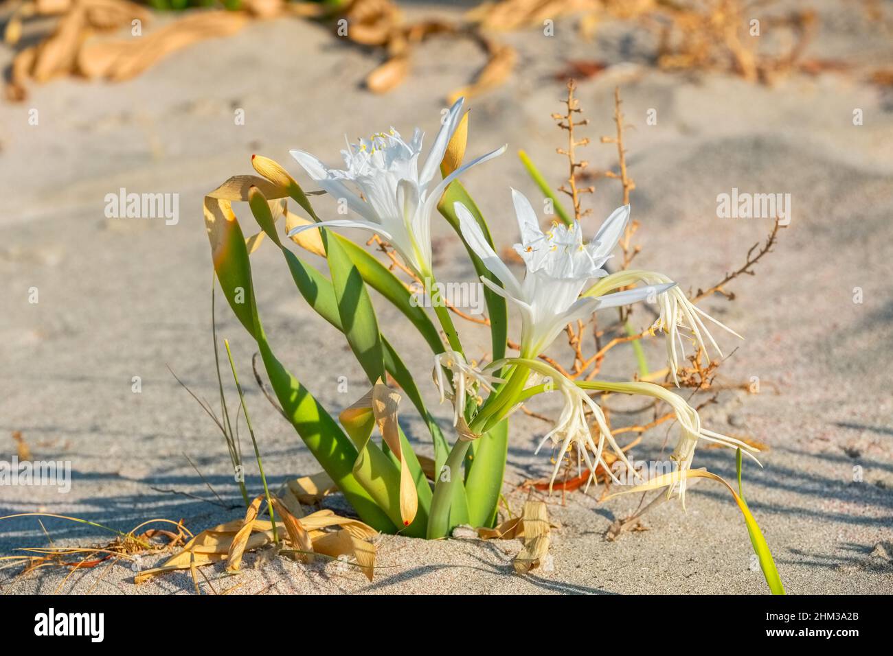 Endemische Pflanze am Strand von Elafonisi wächst der Seedaffodil (Pancratium Maritimum). Kreta, Griechenland Stockfoto
