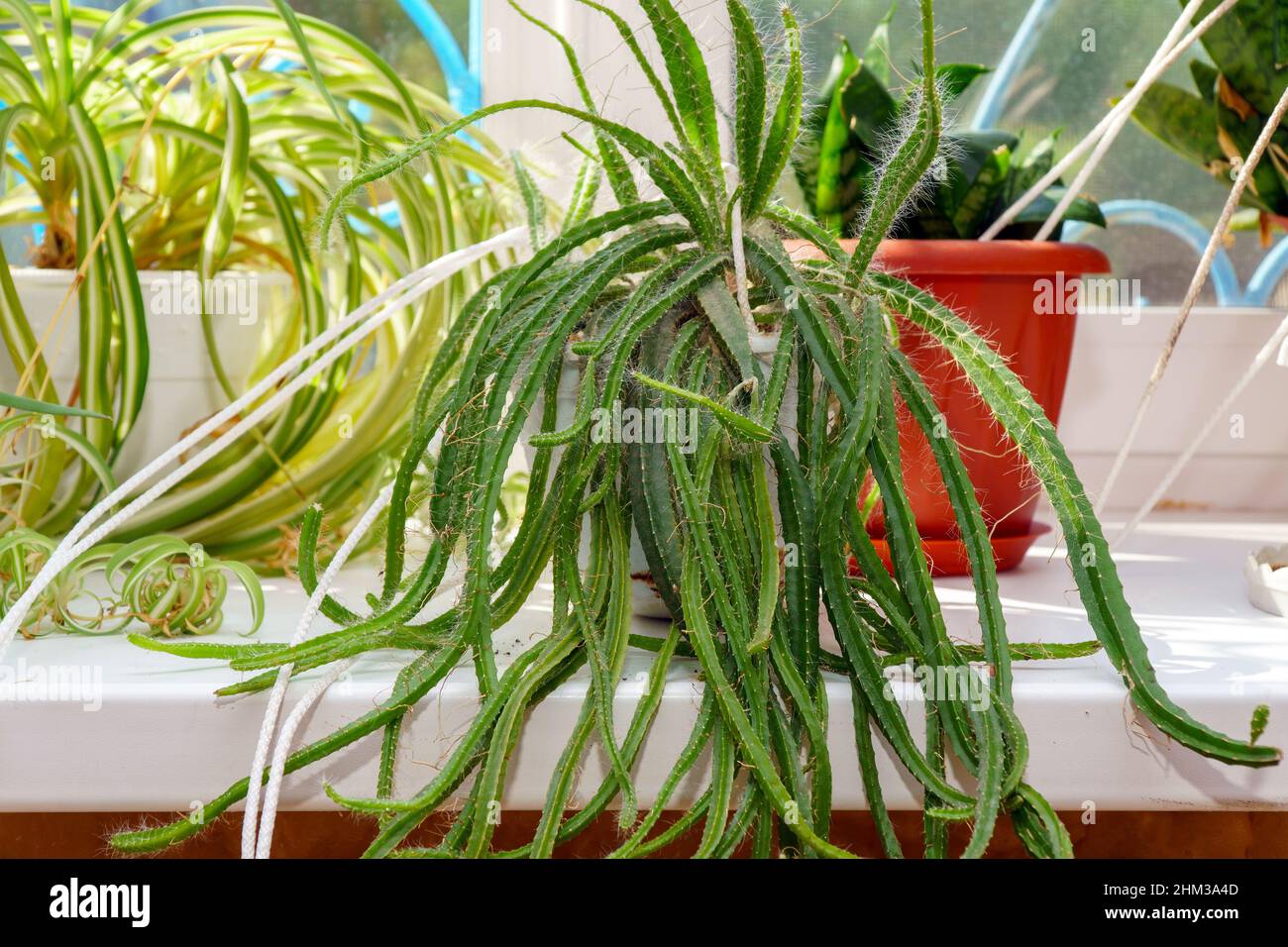 Lepismium kaktus -Fotos und -Bildmaterial in hoher Auflsung  Alamy