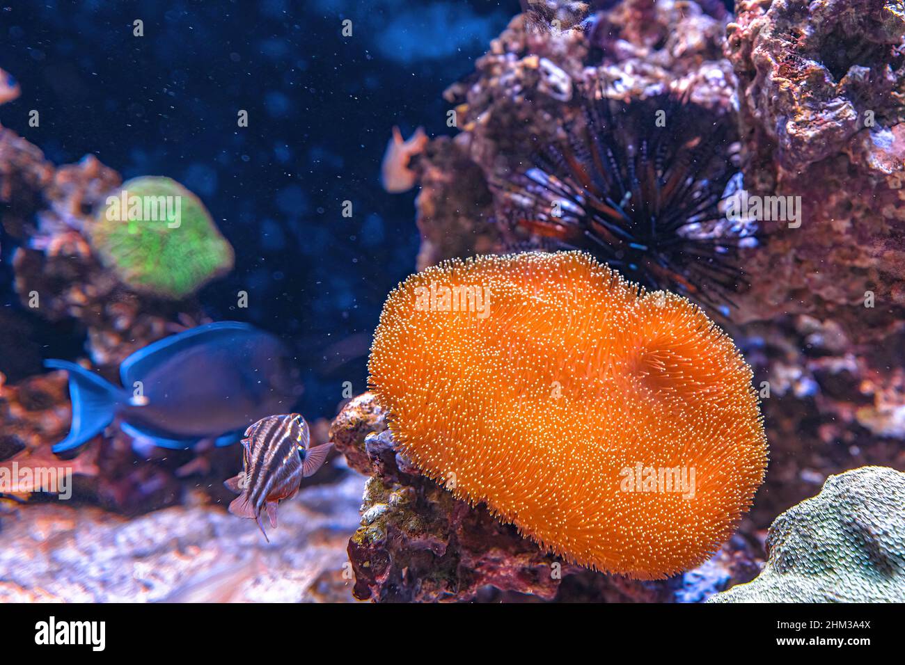 Heteractis anemone Magnifica im Meeresboden des Korallenriffs. Heteractis magnifica Art mit stechenden Tentakeln. Leben im Roten Meer von Ägypten und tropisch Stockfoto