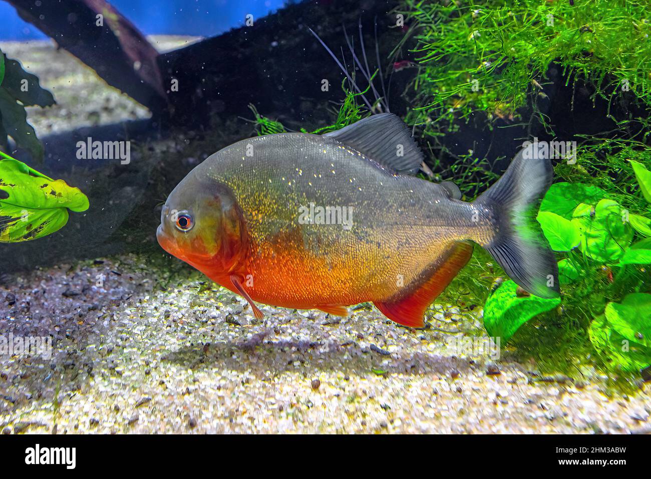 Nahaufnahme der Rotbauchige Piranha in einem Aquarium. Pygocentrus nattereri Arten aus Südamerika, vor allem im Amazonas, Paraguay und Brasilien Stockfoto