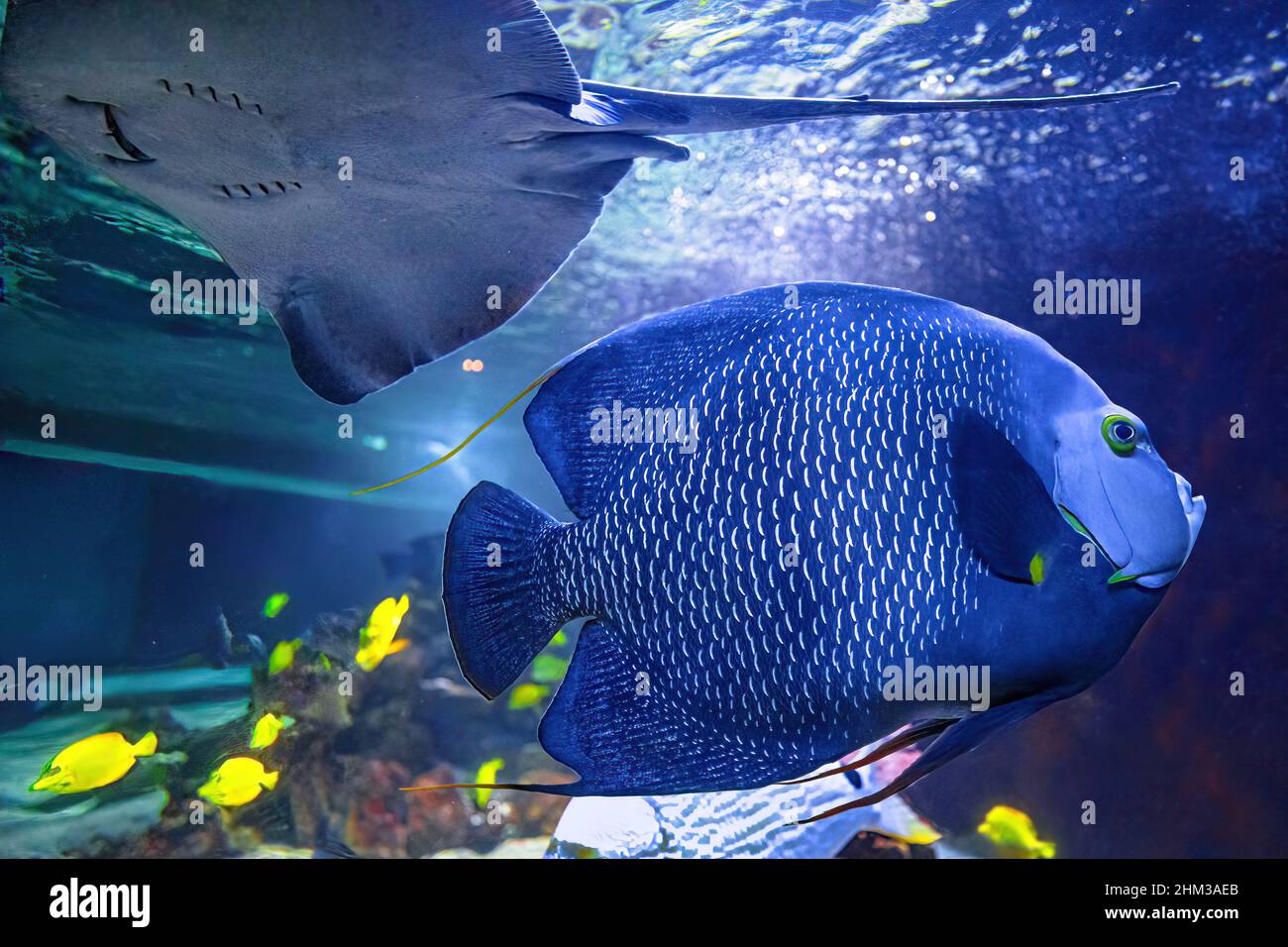 Stachelrochen mit kurzem Schwanz Bathytoshia brevicaudata. Französischer Engelfisch in einem Aquarium mit Korallenriff. Pomacanthus paru Arten, die im Westen und Osten leben Stockfoto