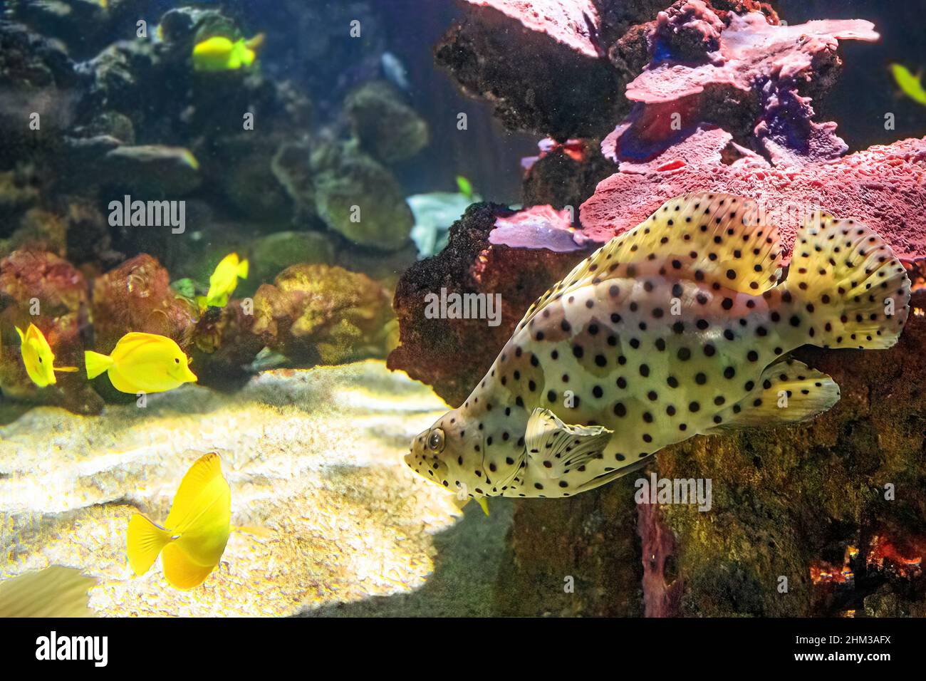 Buckelbarsch- oder Pantherbarsch mit Gelbtang-Surgeonfish, Zebrasoma flavescens im Korallenriff. Cromileptes altivelis Arten, die im Westen leben Stockfoto