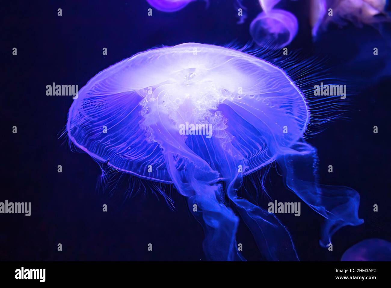 Mondqualle schwimmt im fluoreszierenden Aquarium. Mondjellyfish ist eine Aurelia aurita-Art, die in tropischen Gewässern des Indischen, Pazifiks und lebt Stockfoto