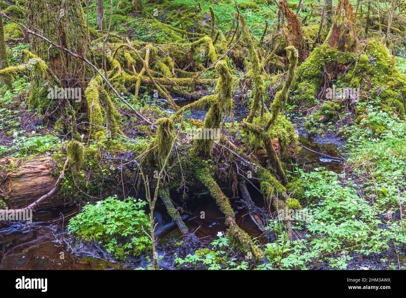Umgestürzte Bäume, die in einem alten Wald mit Moos bedeckt sind Stockfoto