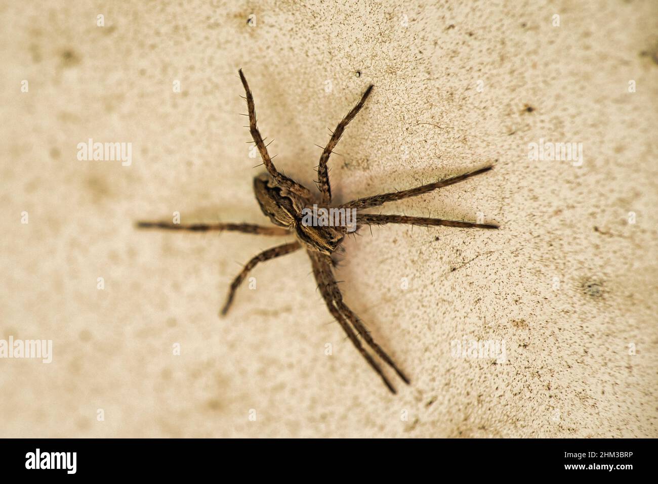 Pisaura mirabilis Gartenspinne in braun. Lange Beine, Wickelspinne. Konzentrieren Sie sich auf Spinne, Stein Hintergrund Stockfoto