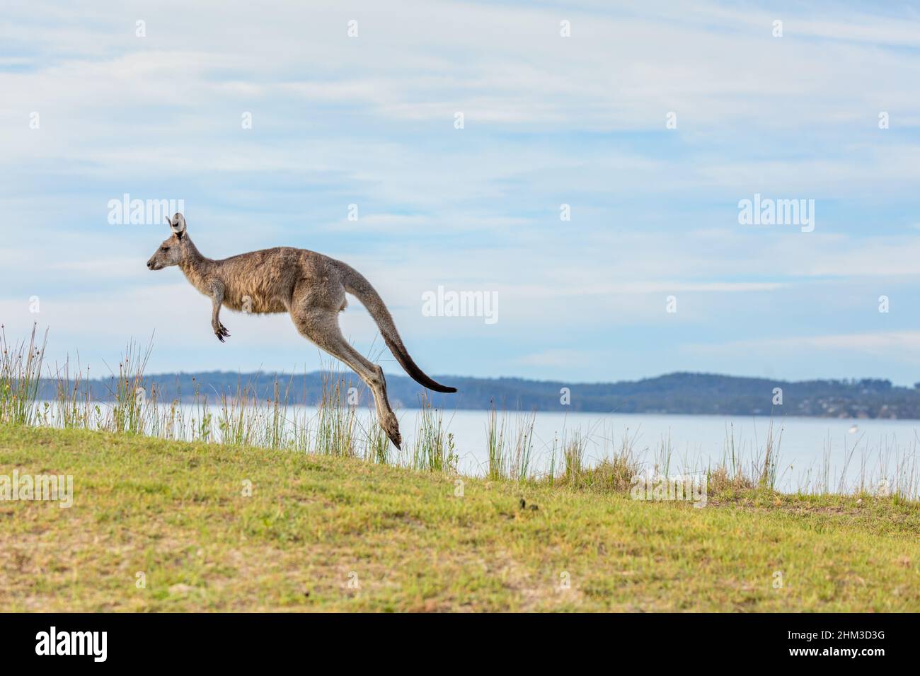 Känguru hüpft entlang der grasbewachsenen Hügel der Bucht Stockfoto