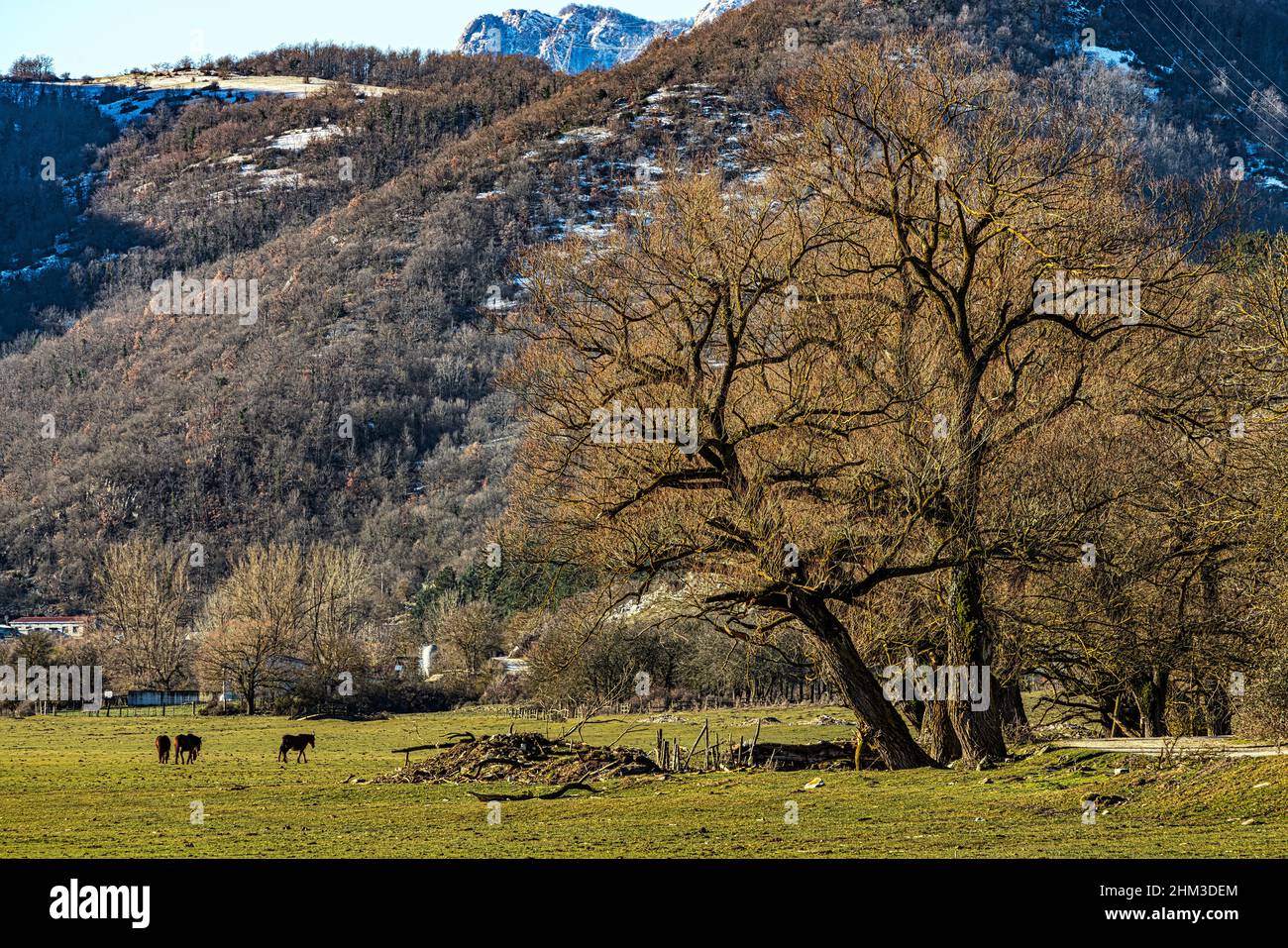 Landschaft mit Pentro-Pferden in den Wiesen des Feuchtgebiets von Pantano Zittola. Montenero Val Cocchiara, Provinz Isernia, Molise, Italien, Europa Stockfoto