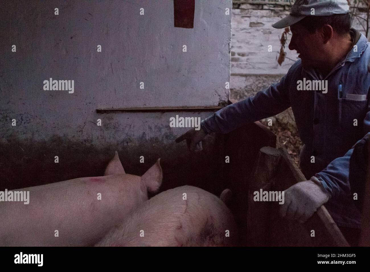 Mann, der das Schwein für die traditionelle Schlachtung im ländlichen Ungarn auswählt Stockfoto