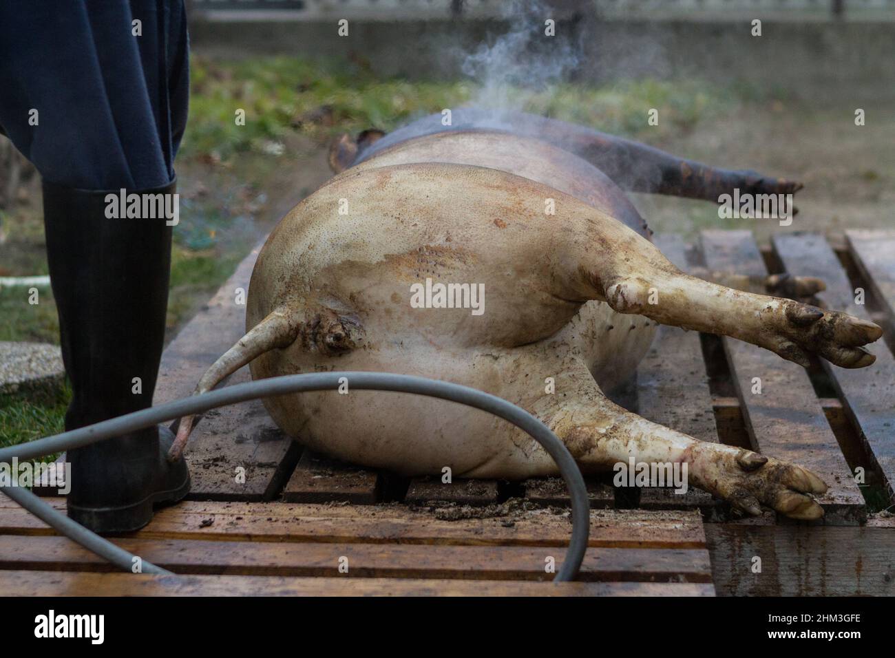 Traditionelle Schlachtung von Schweinen im ländlichen Ungarn Stockfoto