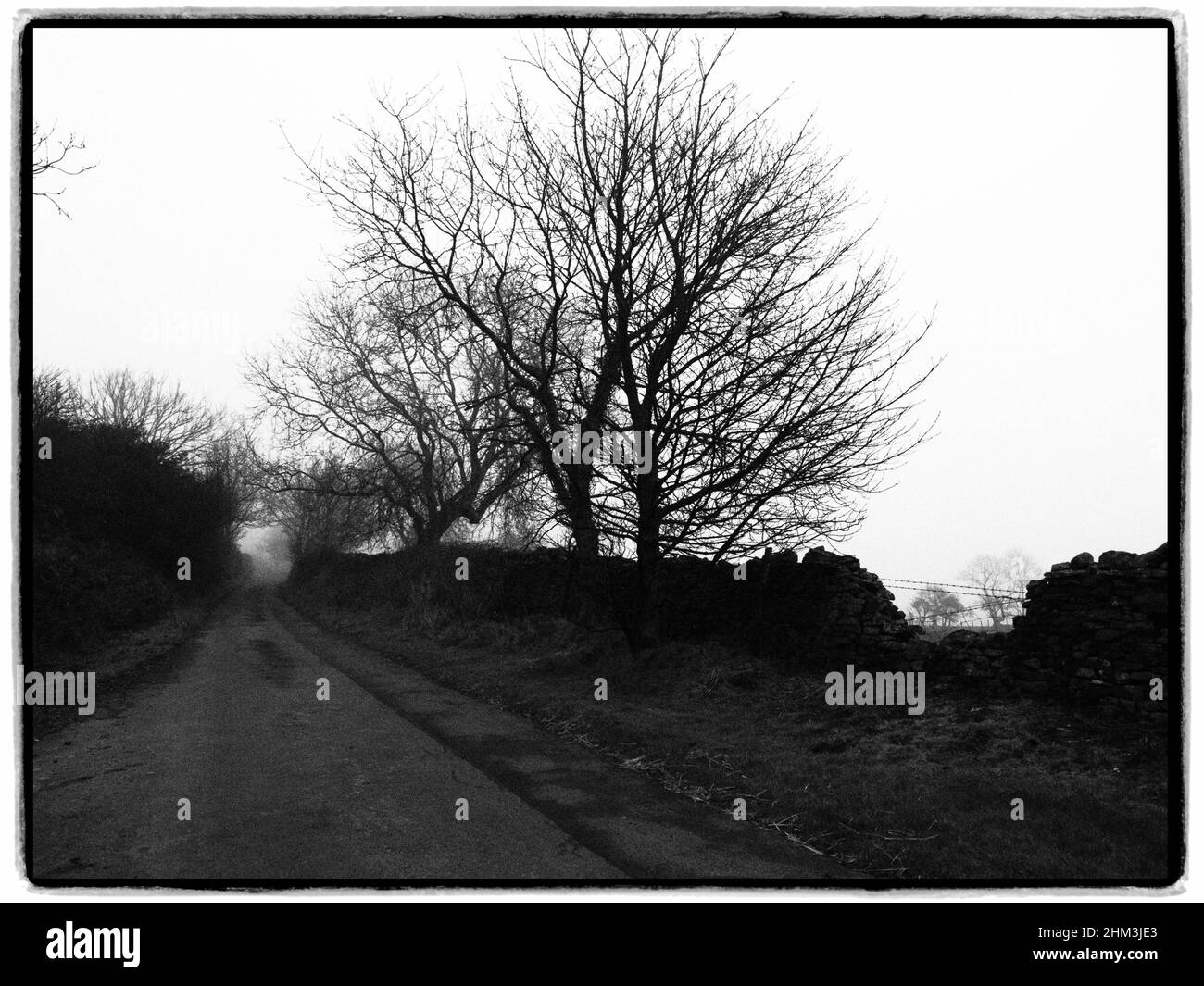 Schafe schauen auf. Llangeinor, Bridgend, Wales Stockfoto