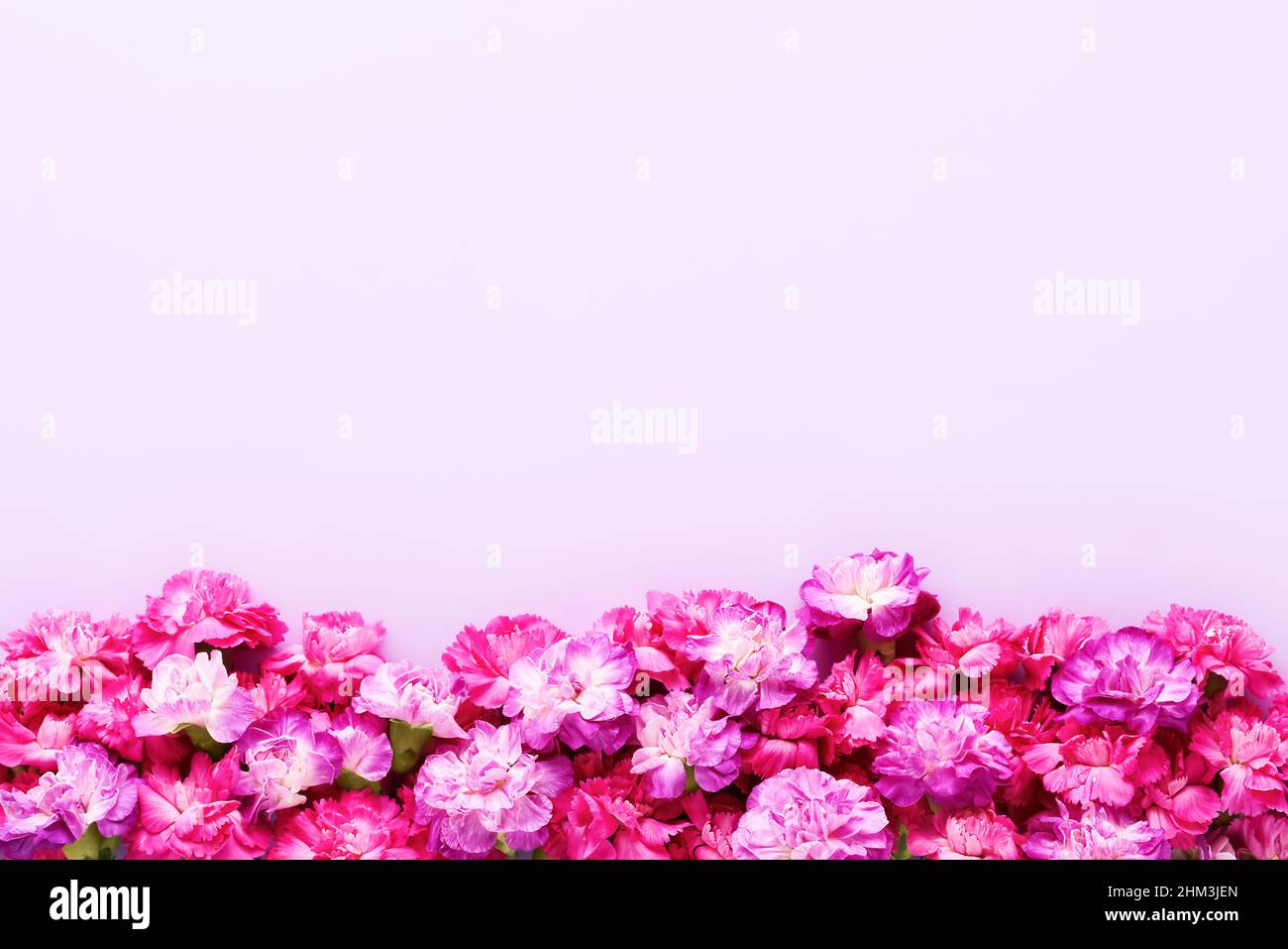 Rosa und lila Nelkenblumen umrandet auf einem lila Hintergrund. Draufsicht, Platz für Text kopieren Stockfoto