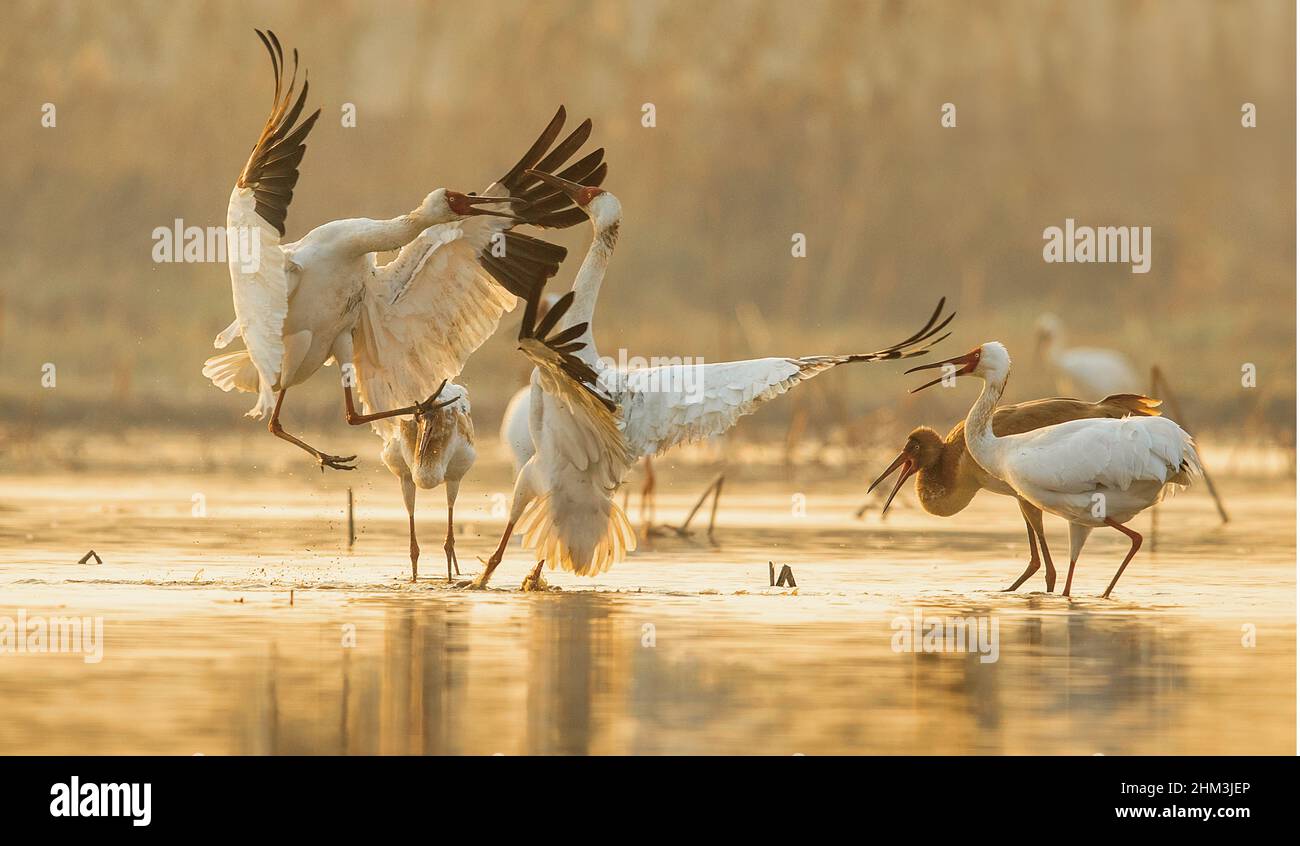 (220207) -- NANCHANG/MOSKAU, 7. Februar 2022 (Xinhua) -- das Foto vom 24. Dezember 2017 zeigt sibirische weiße Kraniche am fünf-Sterne-Heiligtum am Poyang-See in Nanchang, der ostchinesischen Provinz Jiangxi. (Xinhua) Stockfoto