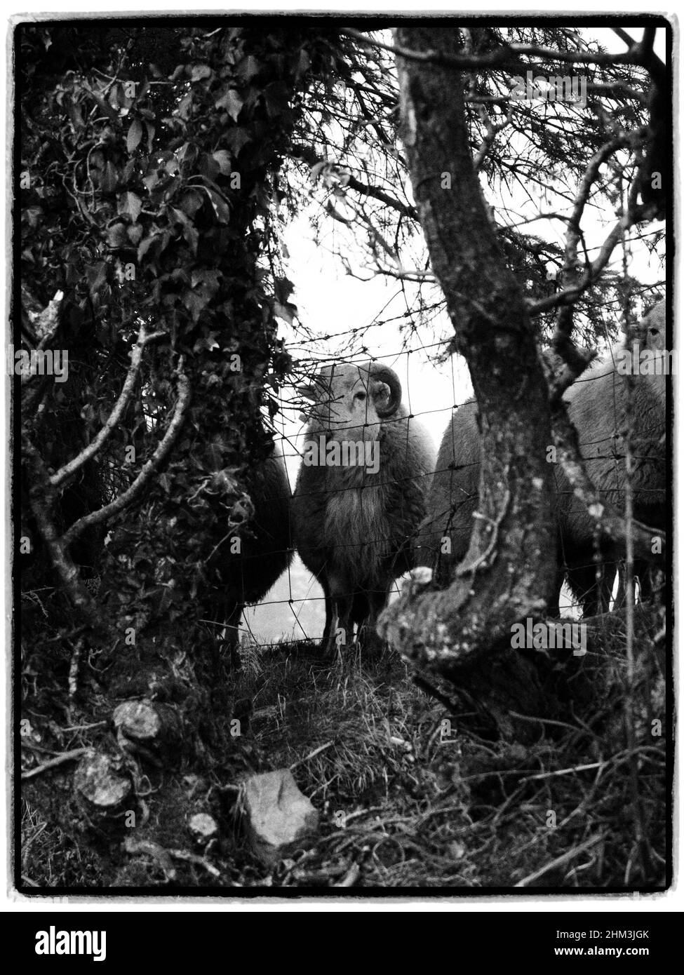 Schafe schauen auf. Llangeinor, Bridgend, Wales Stockfoto