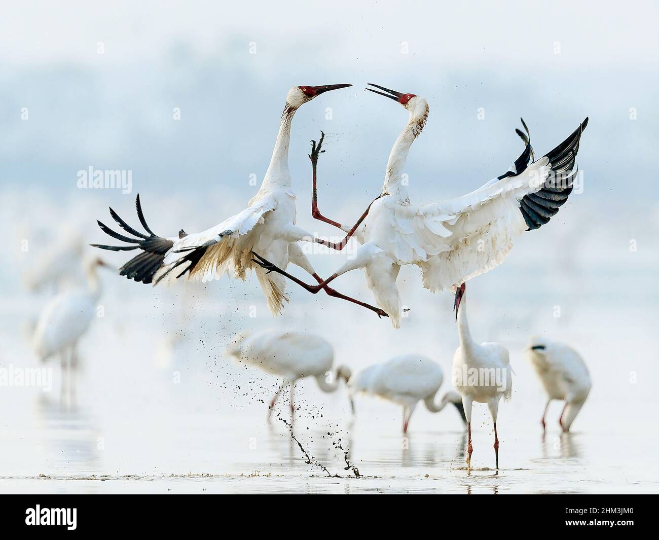 (220207) -- NANCHANG/MOSKAU, 7. Februar 2022 (Xinhua) -- Undatiertes Foto zeigt sibirische weiße Kraniche am fünf-Sterne-Heiligtum am Poyang-See in Nanchang, der ostchinesischen Provinz Jiangxi. (Xinhua) Stockfoto