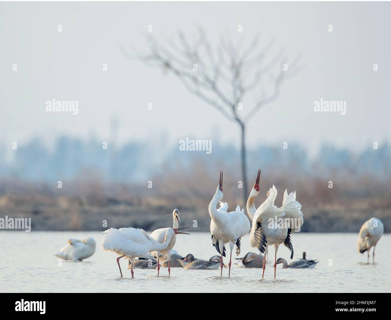 (220207) -- NANCHANG/MOSKAU, 7. Februar 2022 (Xinhua) -- Undatiertes Foto zeigt sibirische weiße Kraniche am fünf-Sterne-Heiligtum am Poyang-See in Nanchang, der ostchinesischen Provinz Jiangxi. (Xinhua) Stockfoto