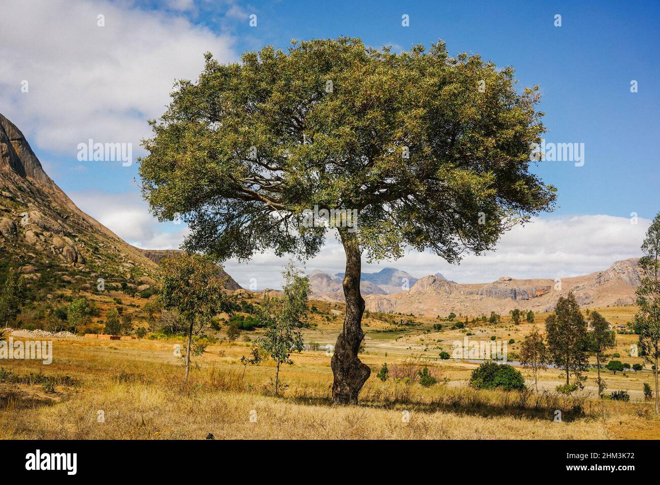 Starker Baum in Madagaskar Landschaft Stockfoto