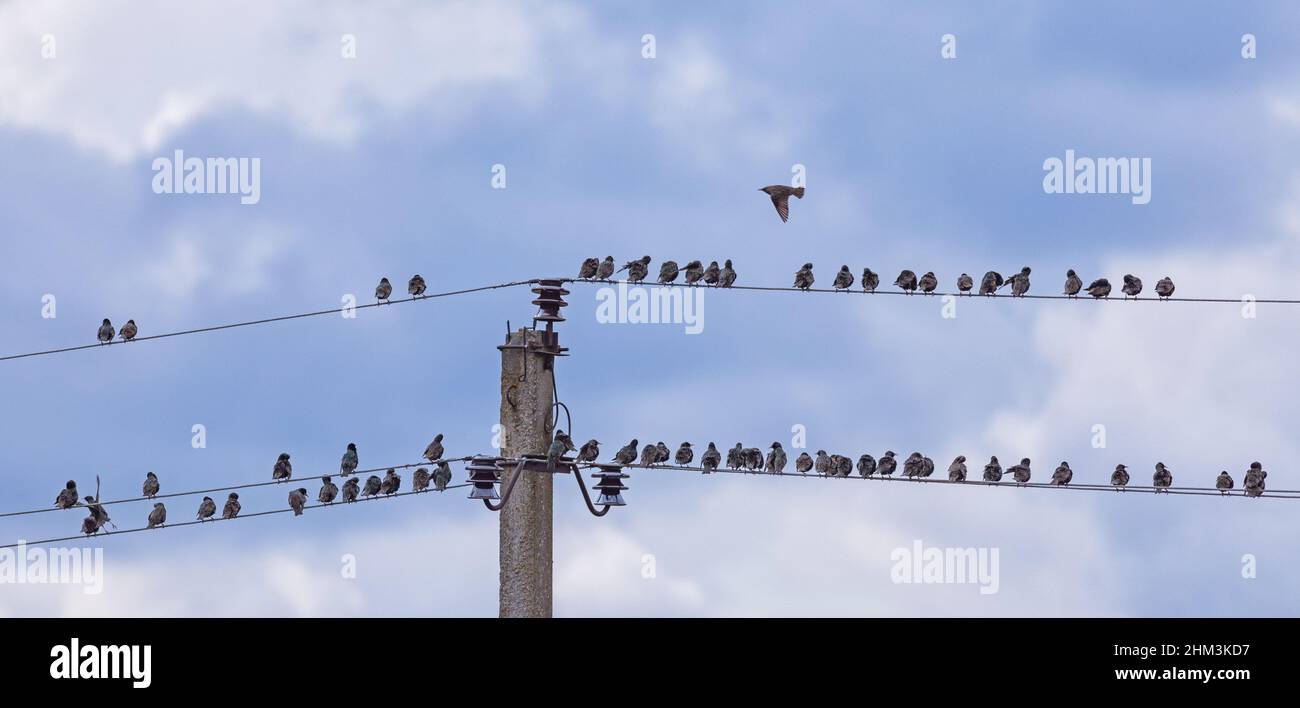Sternvögel Sturnus vulgaris sitzen im Frühjahr auf einer Stromleitung Stockfoto