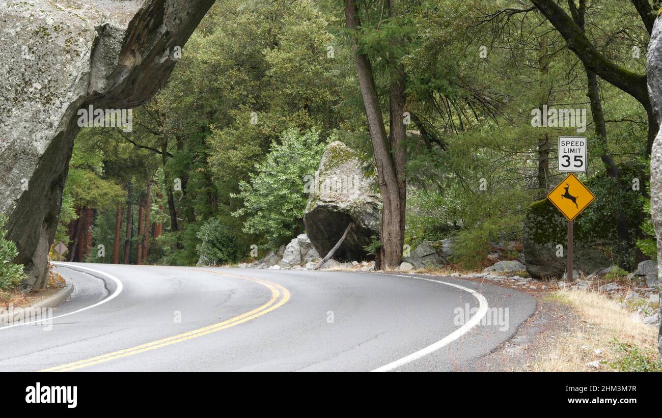 Gelbes Warnschild Hirsch überqueren, Kurve in Wäldern, Waldbäume. Ausflug oder Roadtrip nach Yosemite, Tioga Road, kalifornische Tierwelt, Tiere in den USA. Ökotourismus in der wilden Natur oder Anhalter Reisen Stockfoto